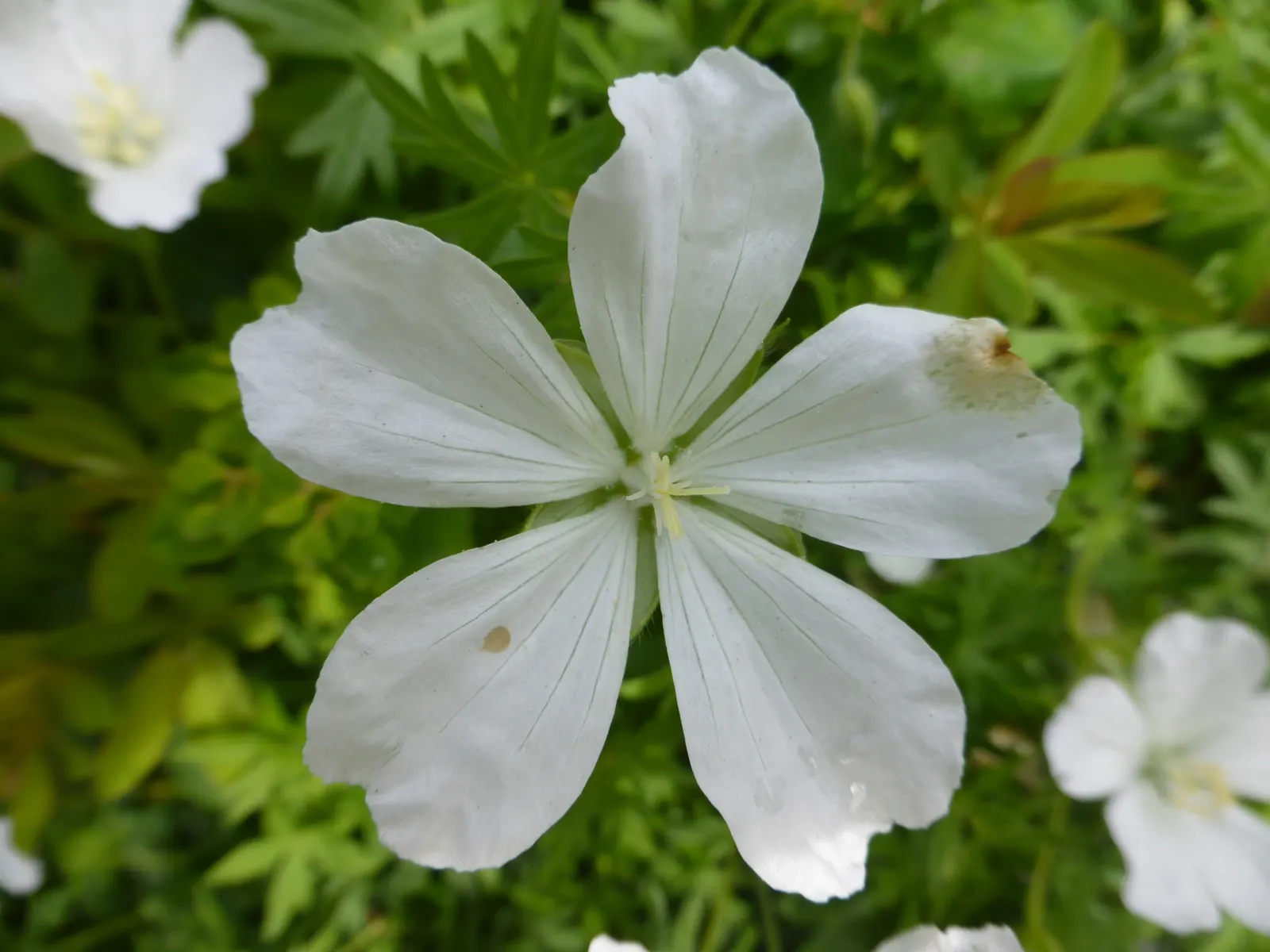 White Cranesbill (Geranium sanguineum 'Album') — each flower cluster nestles atop sturdy; thriving in zones 10-11, it reaches a mature height of 12-24 inches