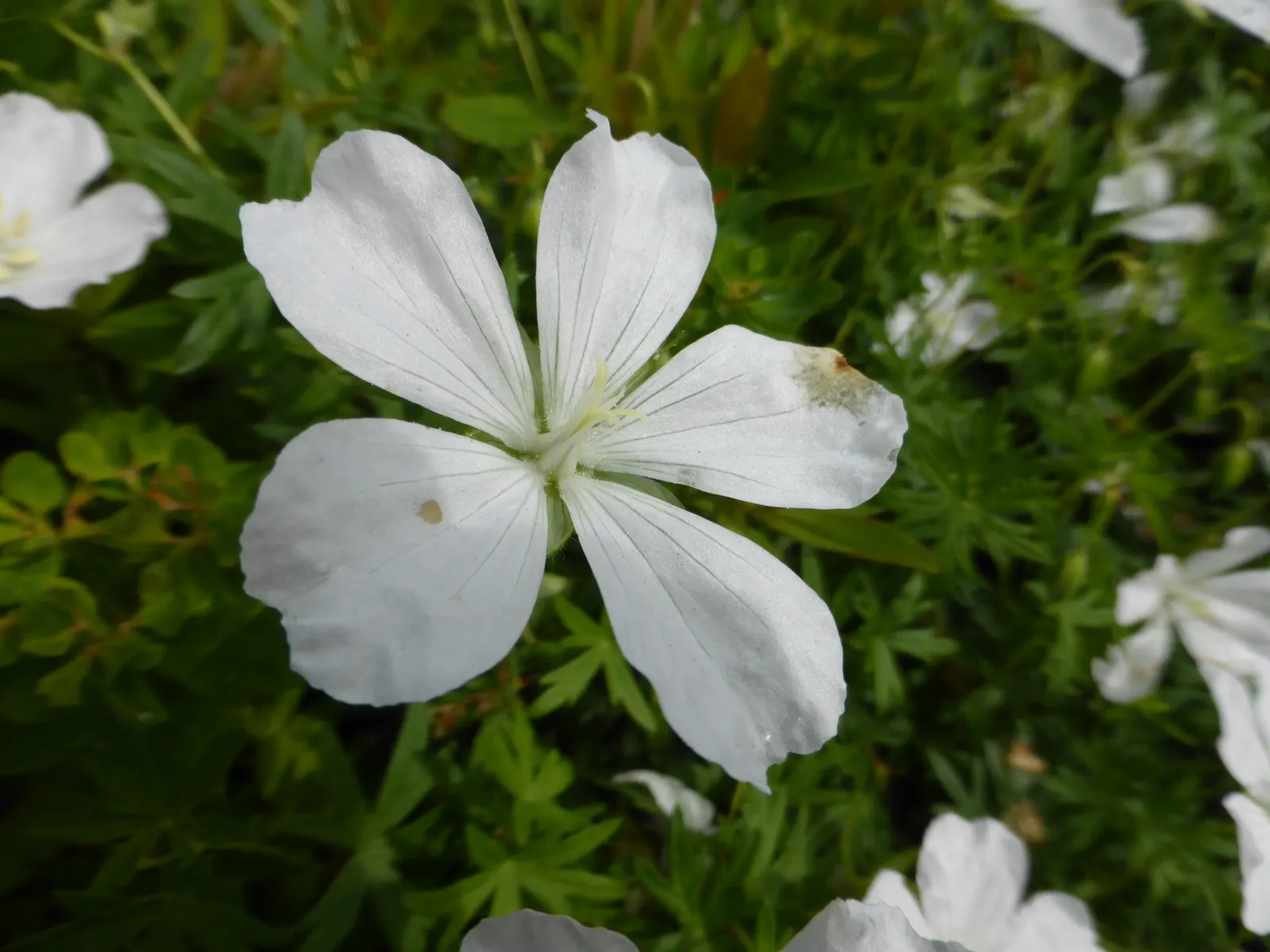 White Cranesbill (Geranium sanguineum 'Album') — perennial / shrub for full or half