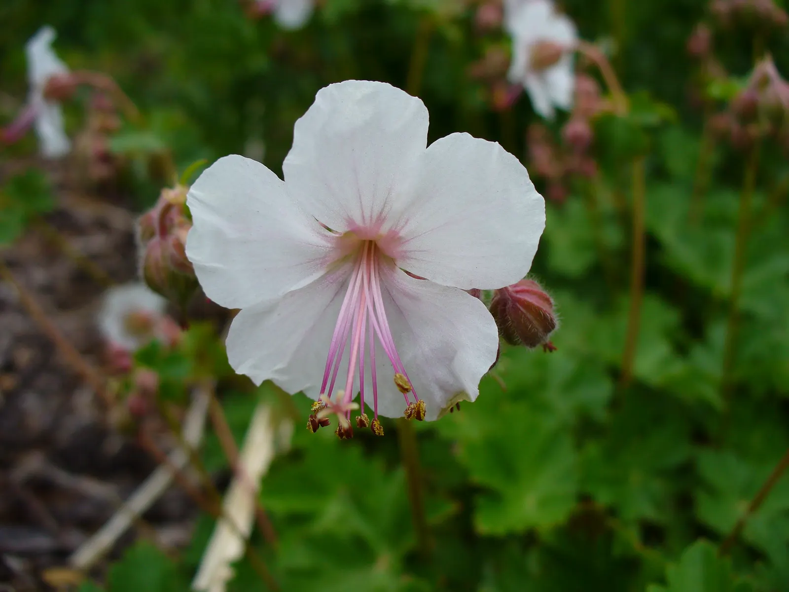 White Cranesbill (Geranium sanguineum 'Album') — vibrant green hues that provide a striking contrast against the white blossoms