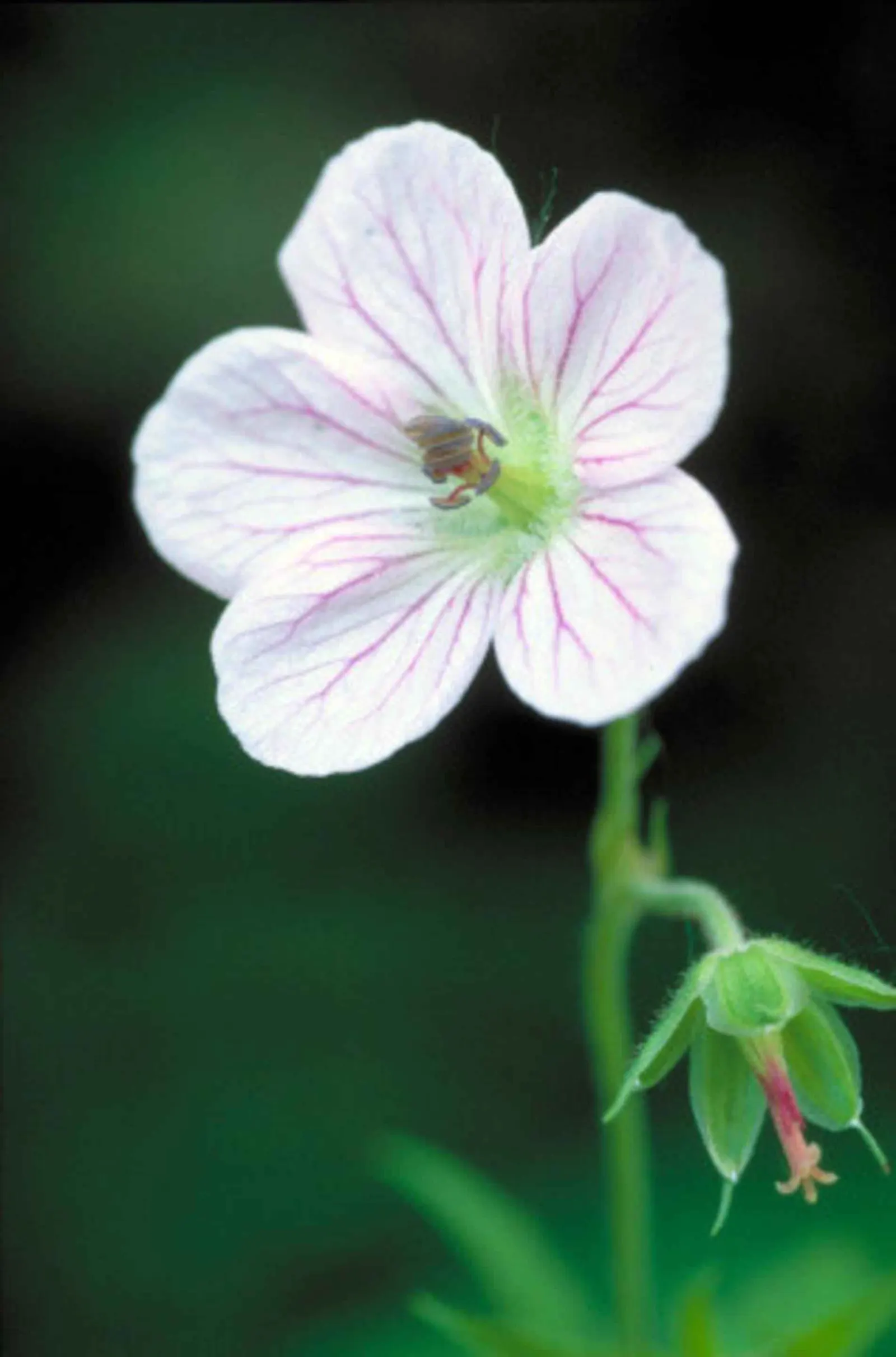 White Cranesbill (Geranium sanguineum 'Album') — features lush foliage and bright white blooms spanning up to 4 inches across; its vivid flowers, image 52