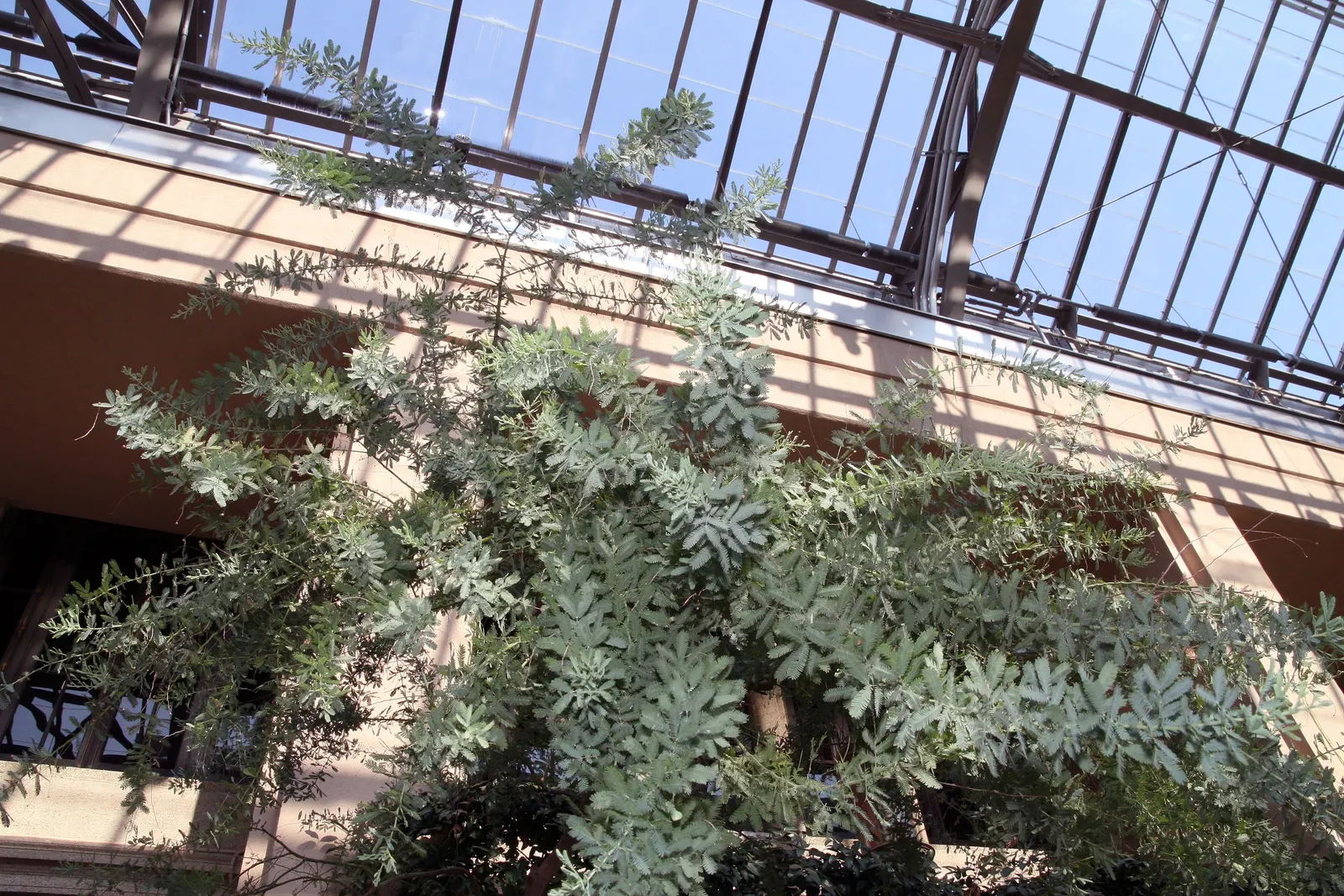 Purple Leaf Acacia (Acacia Baileyana 'Purpurea') — This drought-tolerant species thrives in full sun and well-drained soils