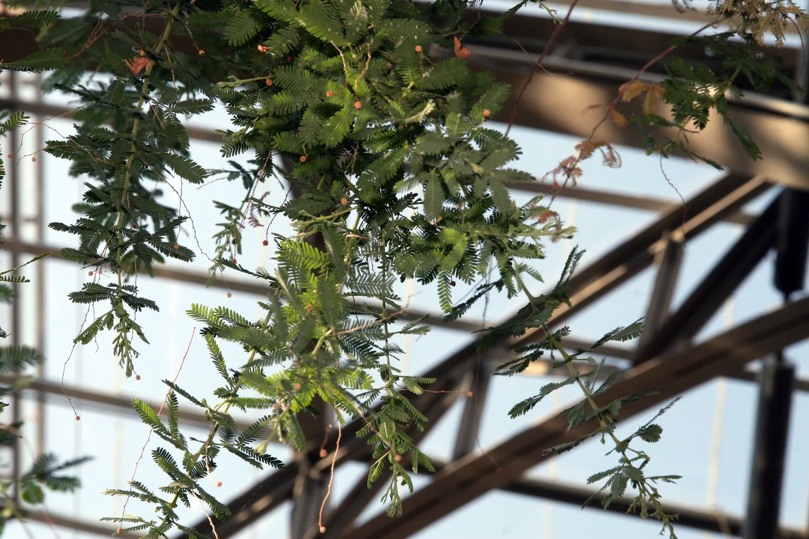 Purple Leaf Acacia (Acacia Baileyana 'Purpurea') — typically growing 20-30 feet tall and wide
