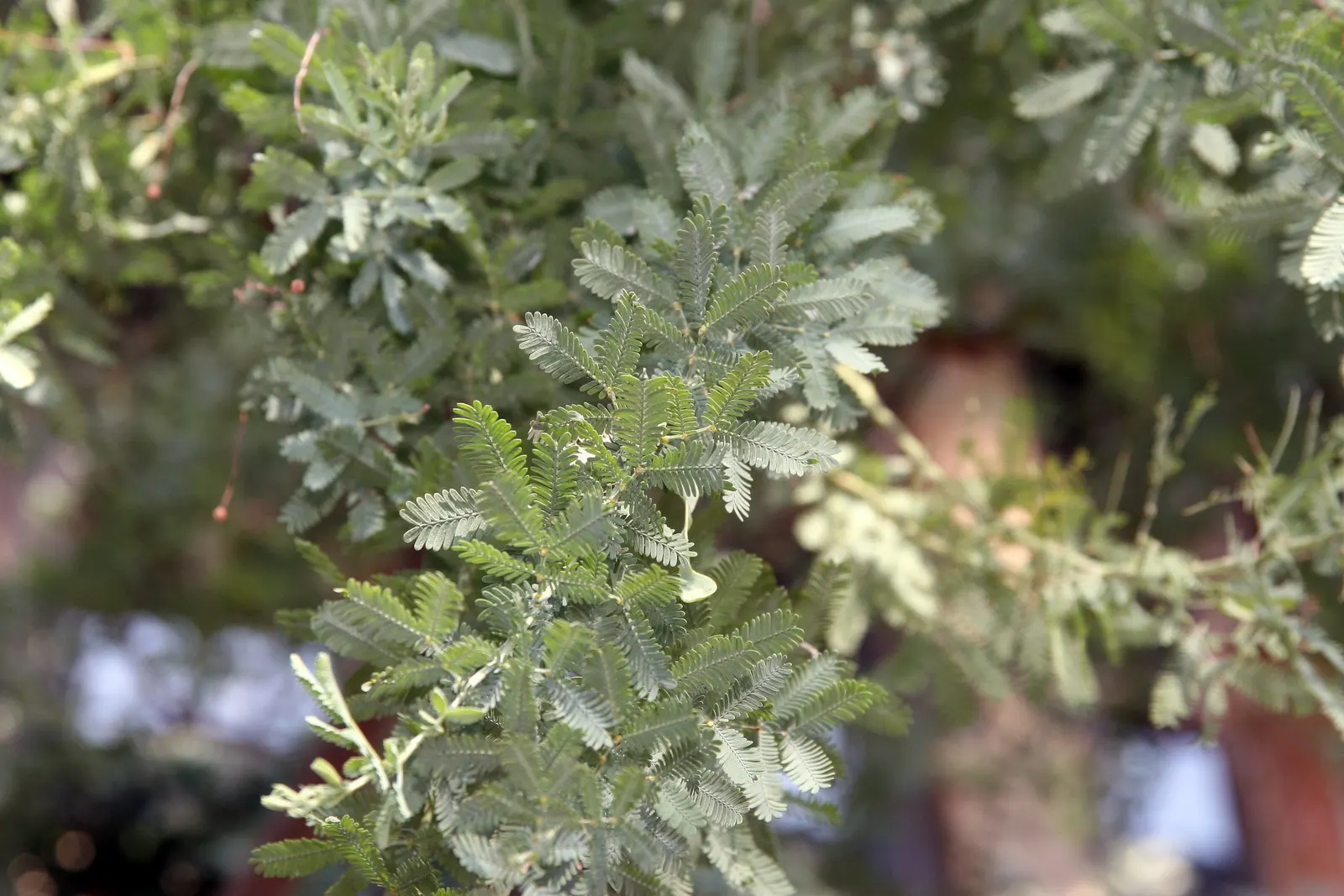 Purple Leaf Acacia (Acacia Baileyana 'Purpurea') — small to medium-sized tree