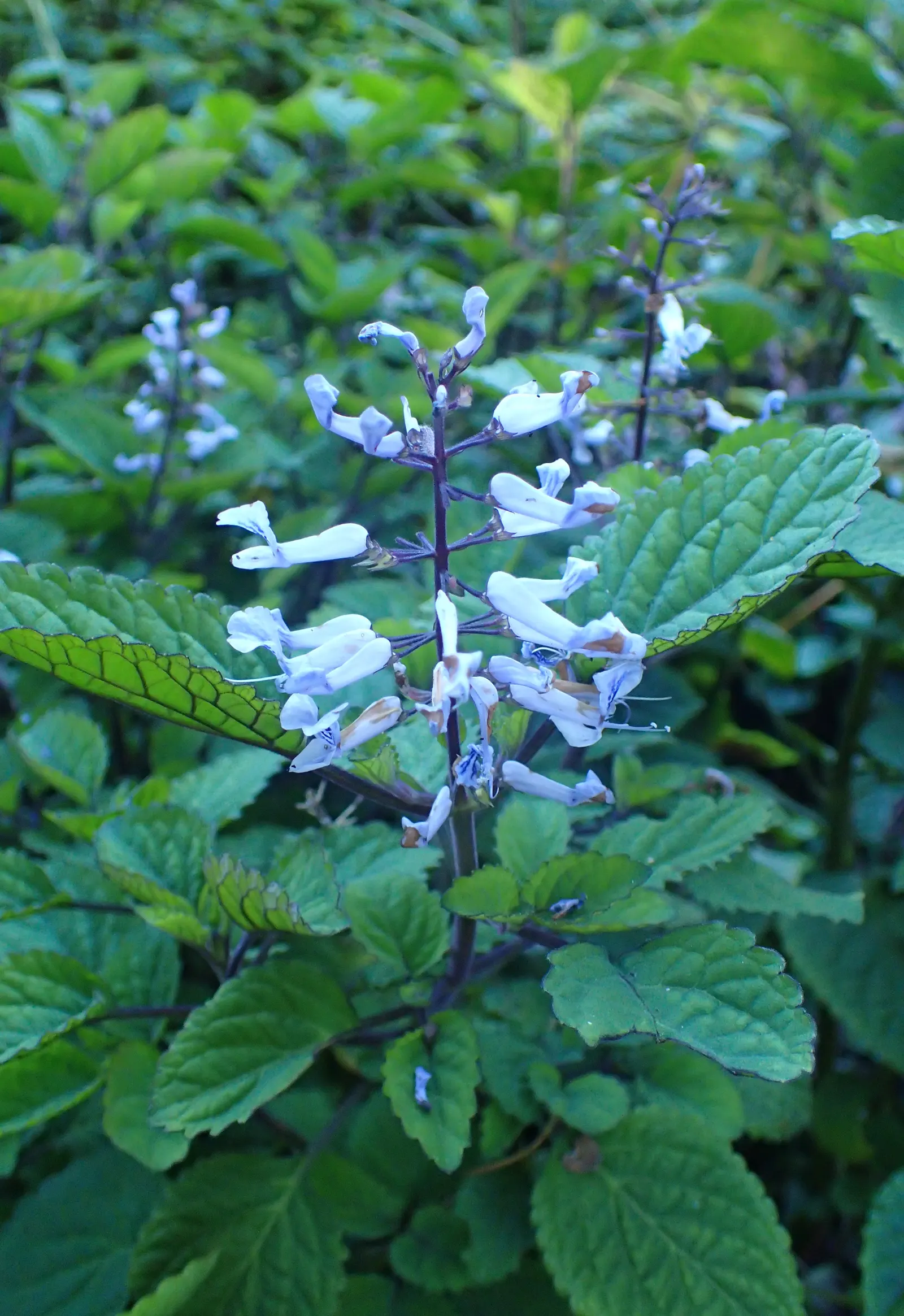 Winslow Spur Flower (Plectranthus 'Mona Lavender') — These tubular flowers are loved by pollinators