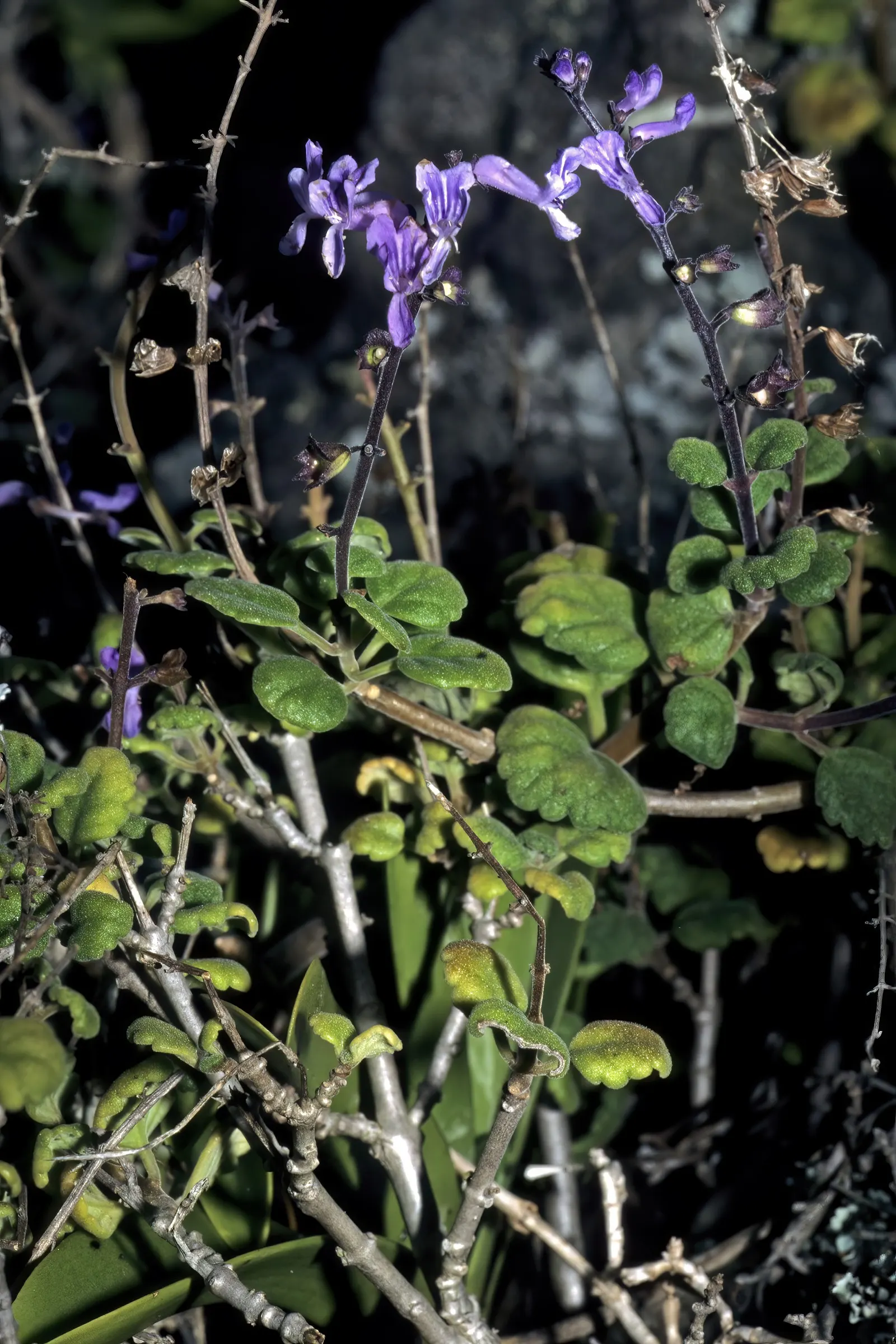 Winslow Spur Flower (Plectranthus 'Mona Lavender') — it exhibits optimal vigor with regular watering.<br><br>From late summer through fall