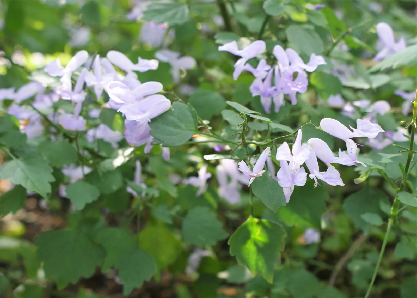Winslow Spur Flower (Plectranthus 'Mona Lavender') — Thriving in USDA zones 9-11