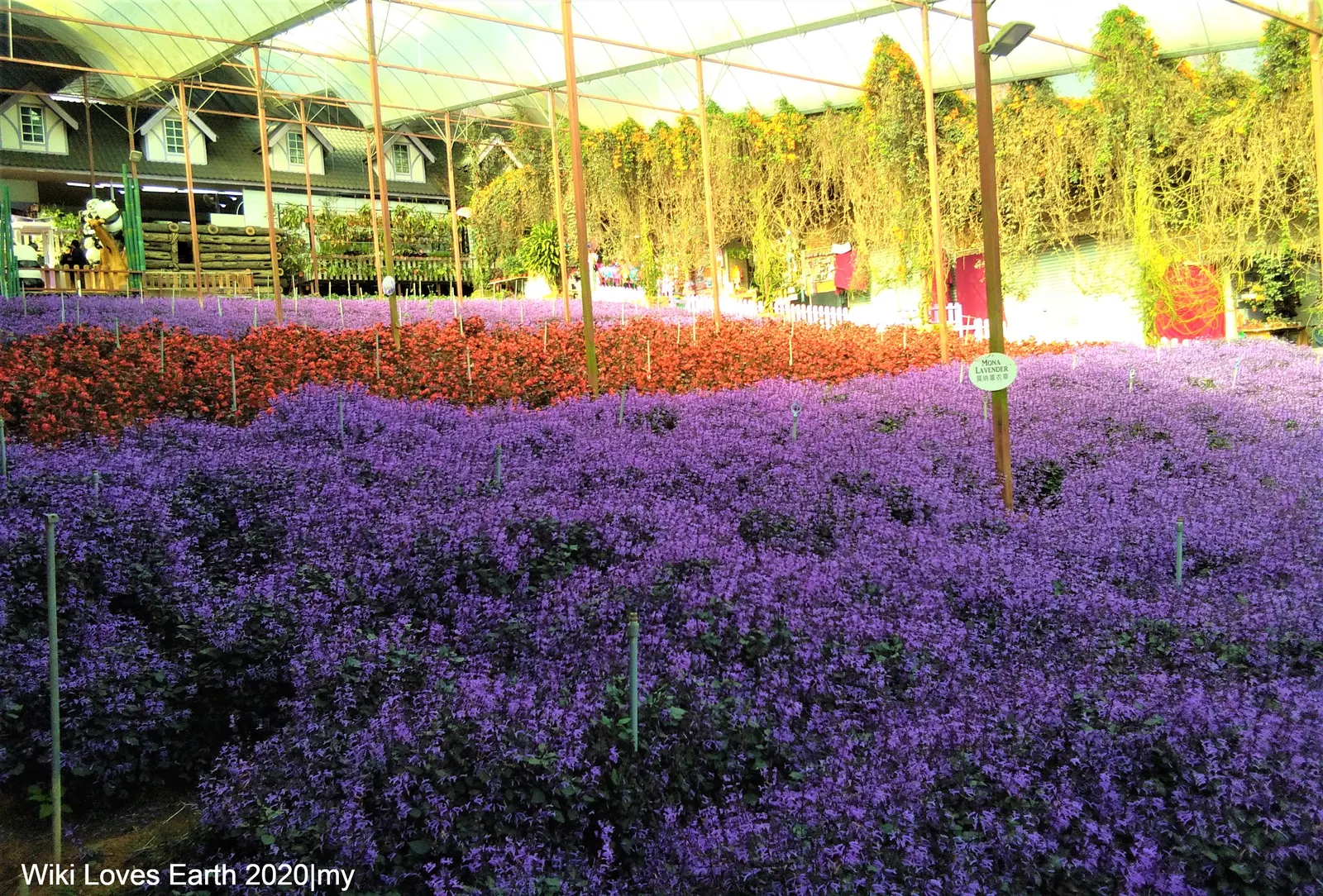 Winslow Spur Flower (Plectranthus 'Mona Lavender') — Winslow Spur Flower (Plectranthus 'Mona Lavender') is a stunning