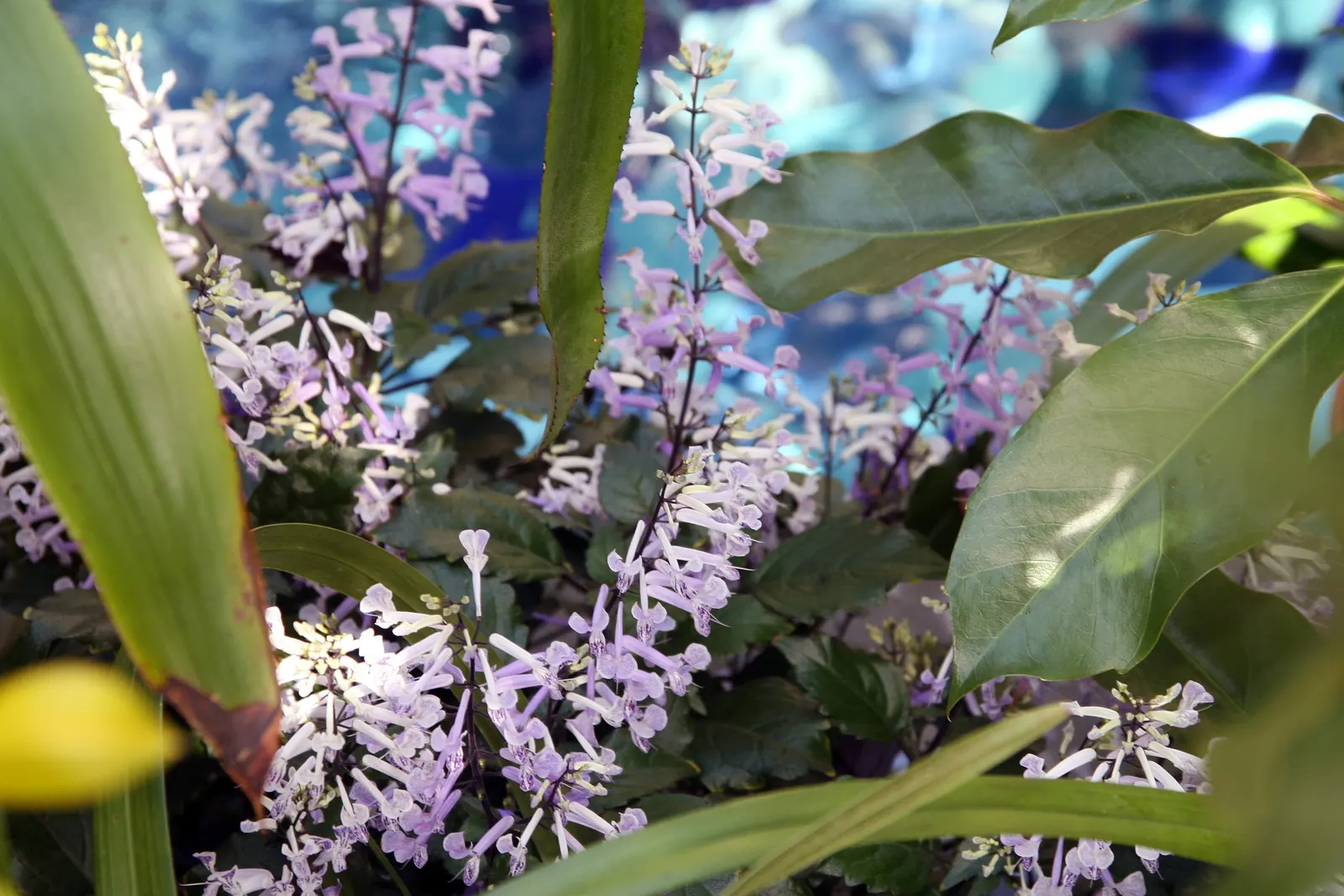 Winslow Spur Flower (Plectranthus 'Mona Lavender') — perennial for full or half or shade