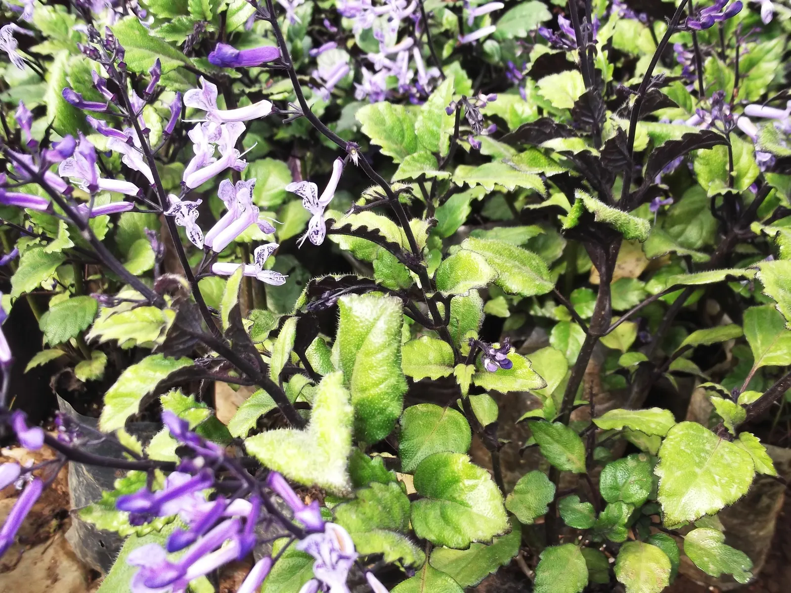 Winslow Spur Flower (Plectranthus 'Mona Lavender') — Winslow Spur Flower (Plectranthus 'Mona Lavender') is a stunning; these tubular flowers are loved by