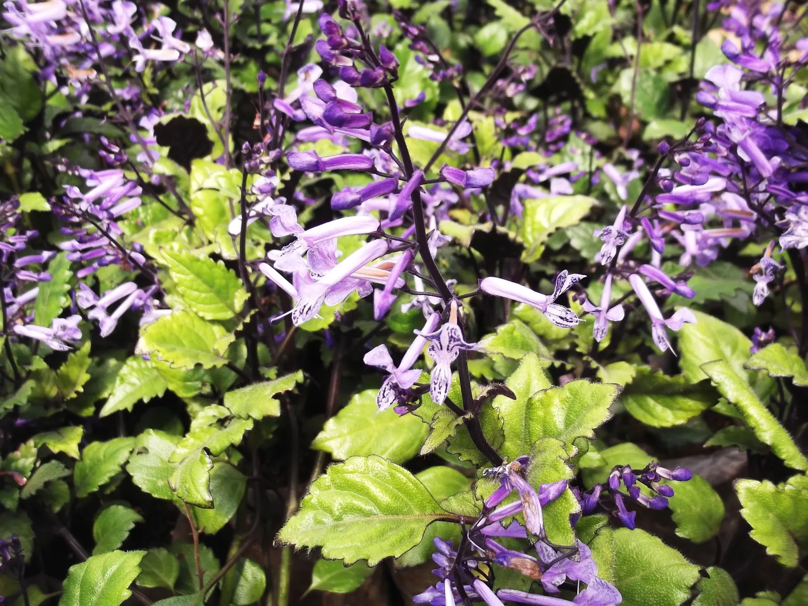 Winslow Spur Flower (Plectranthus 'Mona Lavender') — Boasting lush, dark green leaves with purple undersides, it reaches up to 2 feet in height and, image 29