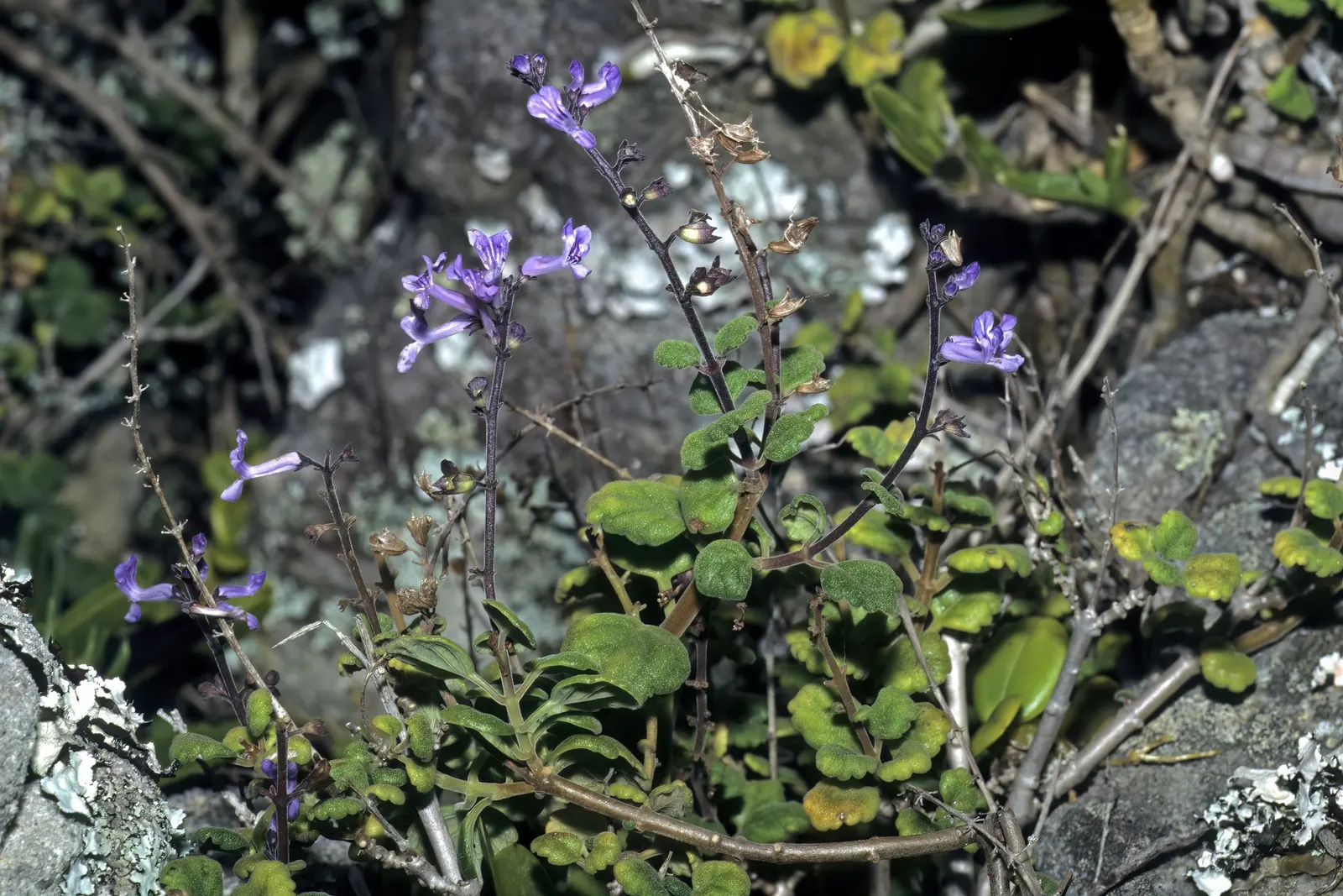Winslow Spur Flower (Plectranthus 'Mona Lavender') — making it an aesthetic backdrop in any garden.<br><br>Typically