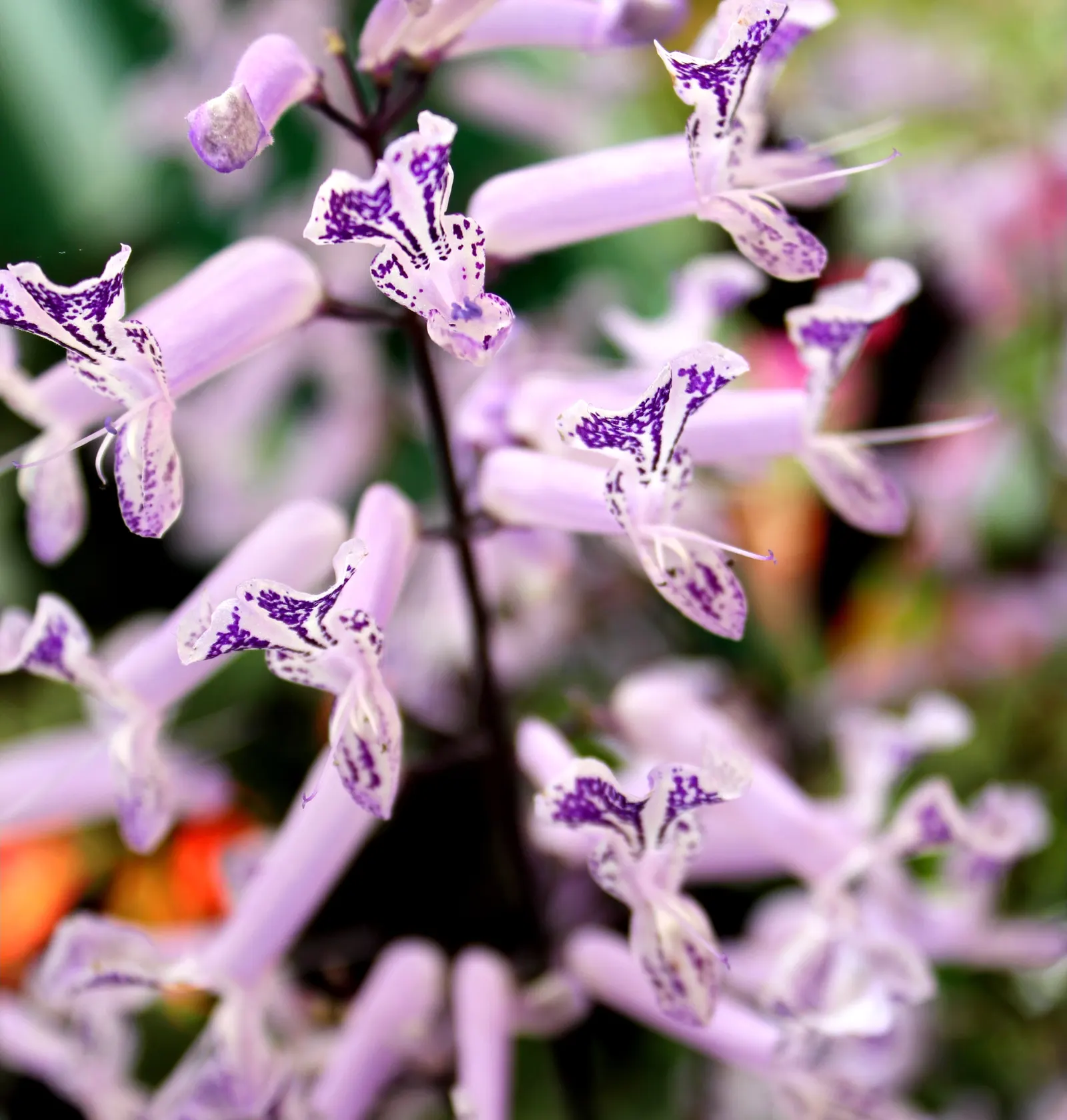 Winslow Spur Flower (Plectranthus 'Mona Lavender') — Thrives in well-drained soil and partial sun (3-6 hours daily)