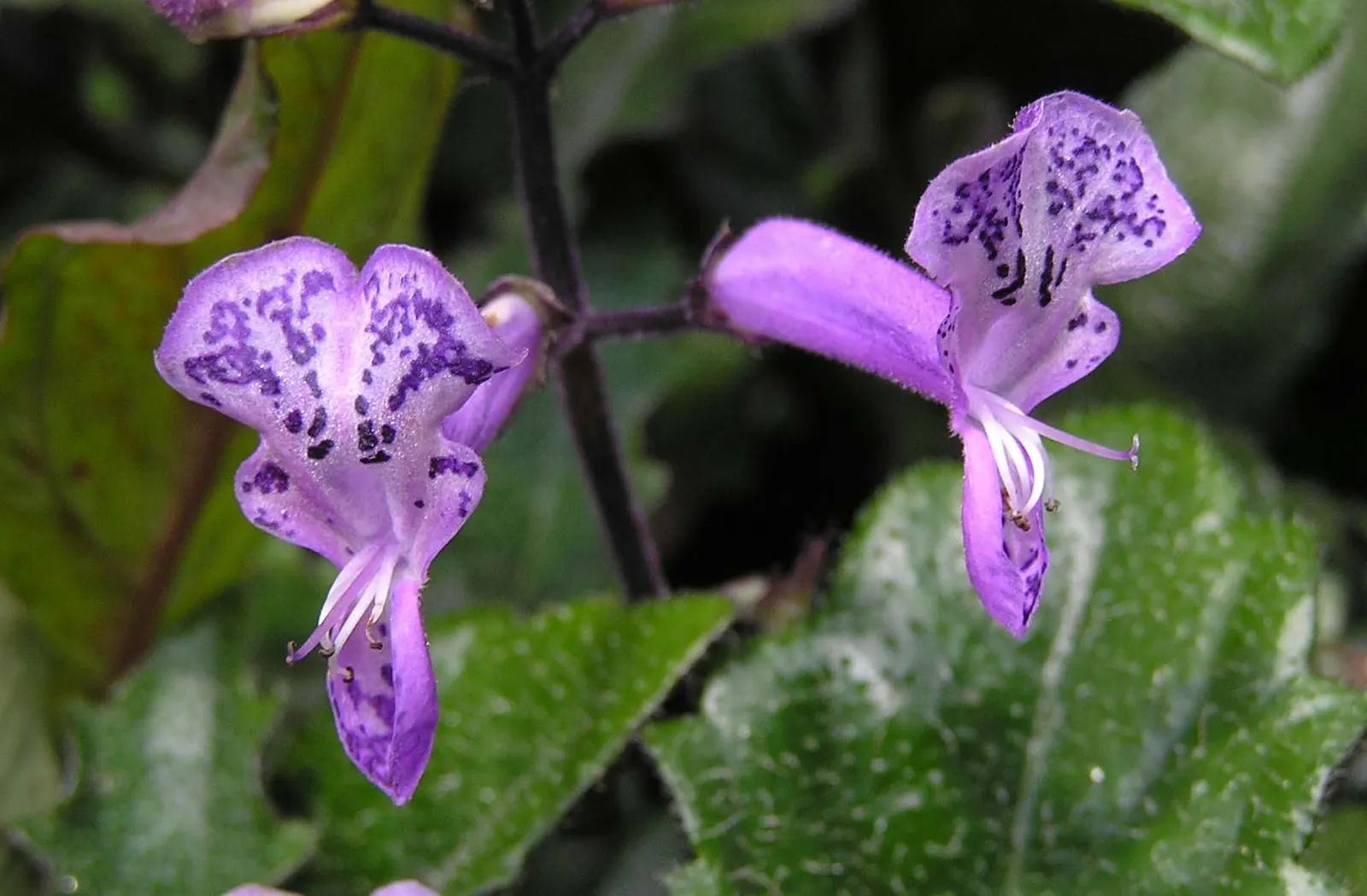 Winslow Spur Flower (Plectranthus 'Mona Lavender') — glossy leaves with pronounced veining and a striking purple underside; such as bees and hummingbirds