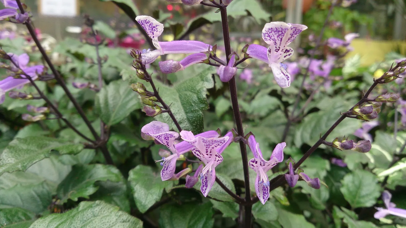 Winslow Spur Flower (Plectranthus 'Mona Lavender') — this hybrid showcases deep green; this plant excels in partial shade but can tolerate morning sun with