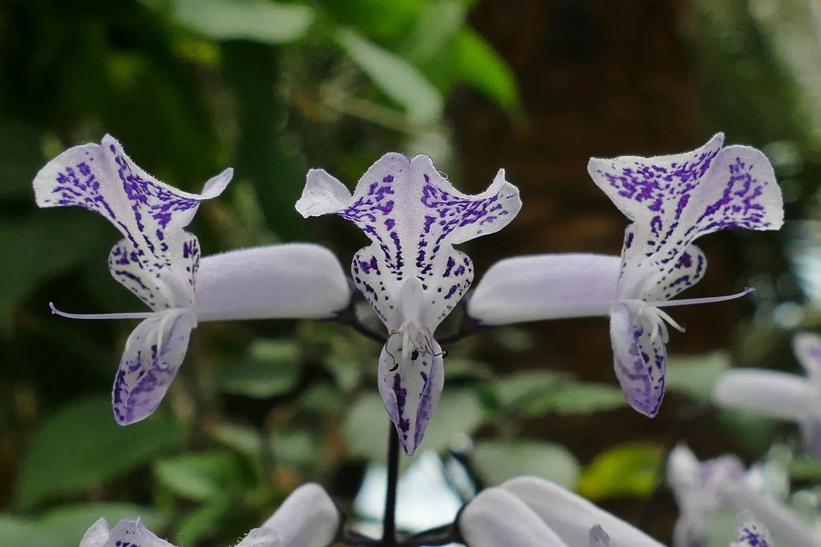 Winslow Spur Flower (Plectranthus 'Mona Lavender') — which emerge in upright inflorescences that rise above the foliage; and although it resists short dry