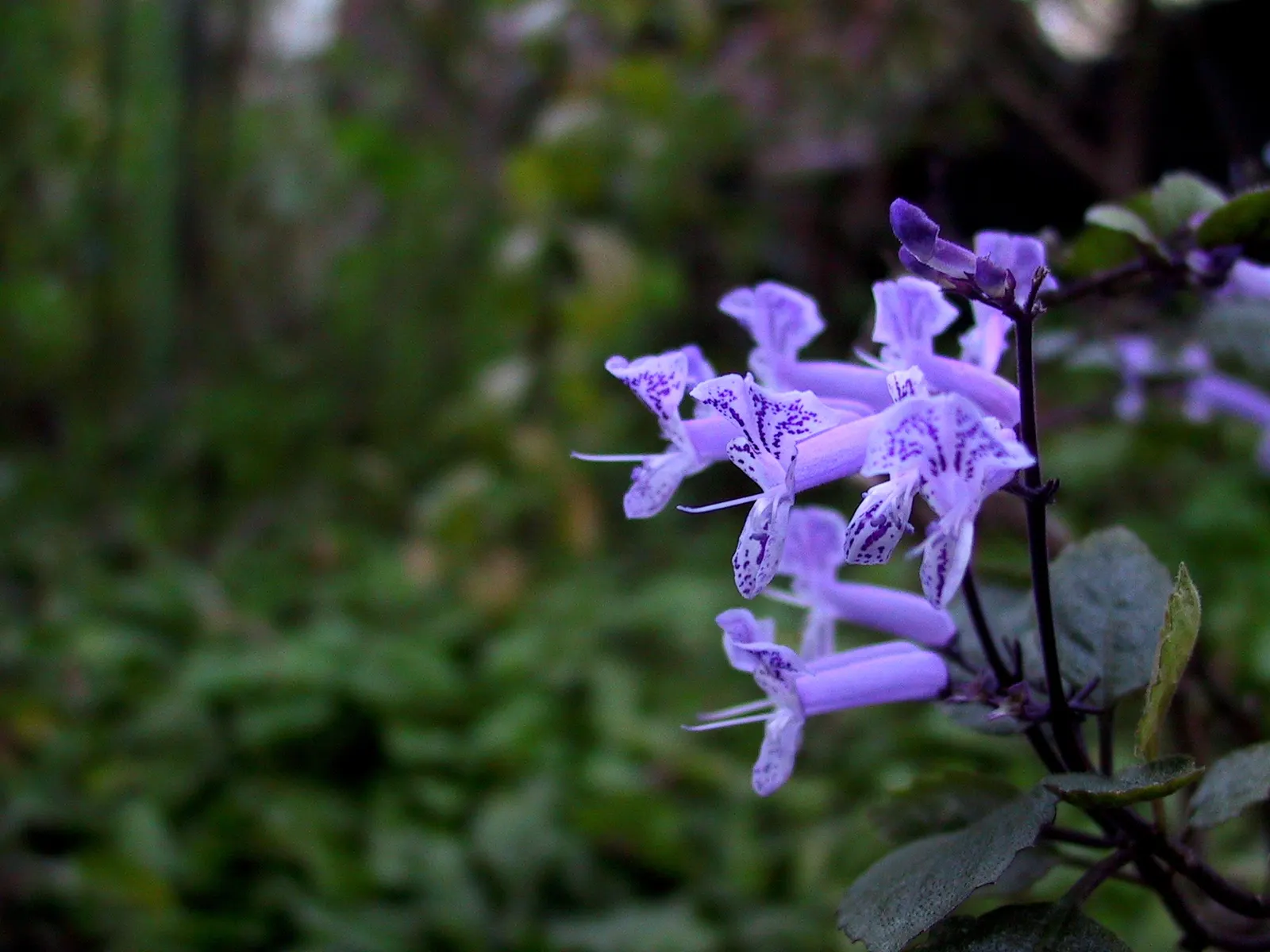 Winslow Spur Flower (Plectranthus 'Mona Lavender') — and although it resists short dry spells; adding dynamic life to the garden.<br><br>For landscaping