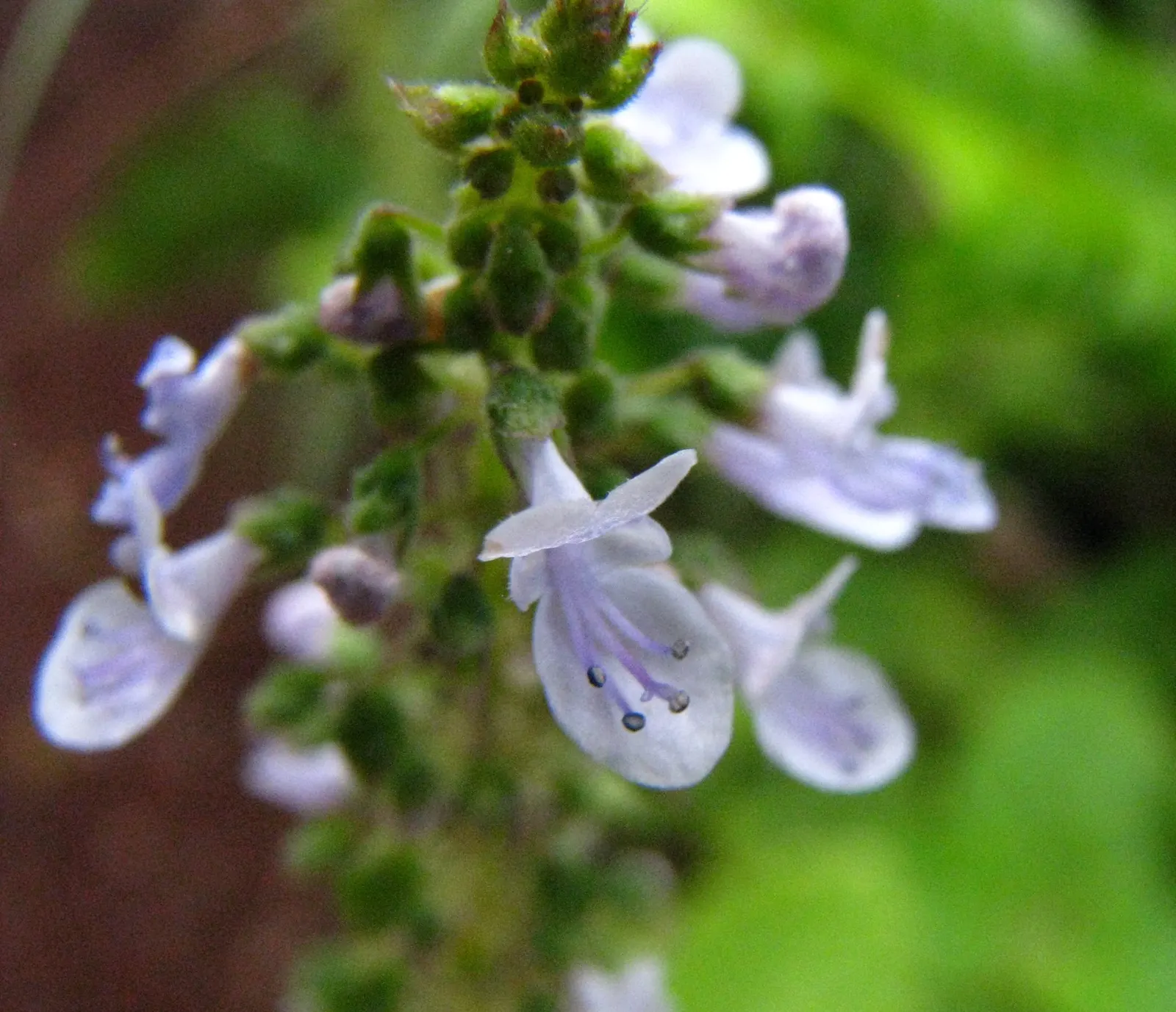 Winslow Spur Flower (Plectranthus 'Mona Lavender') — An application of a balanced