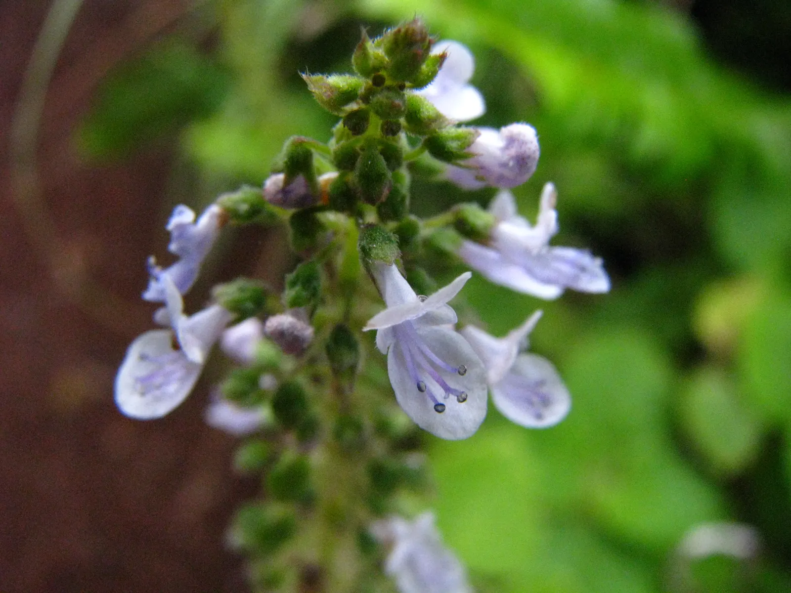 Winslow Spur Flower (Plectranthus 'Mona Lavender') — Mona Lavender pairs well with other shade-loving plants and can be used for mass planting