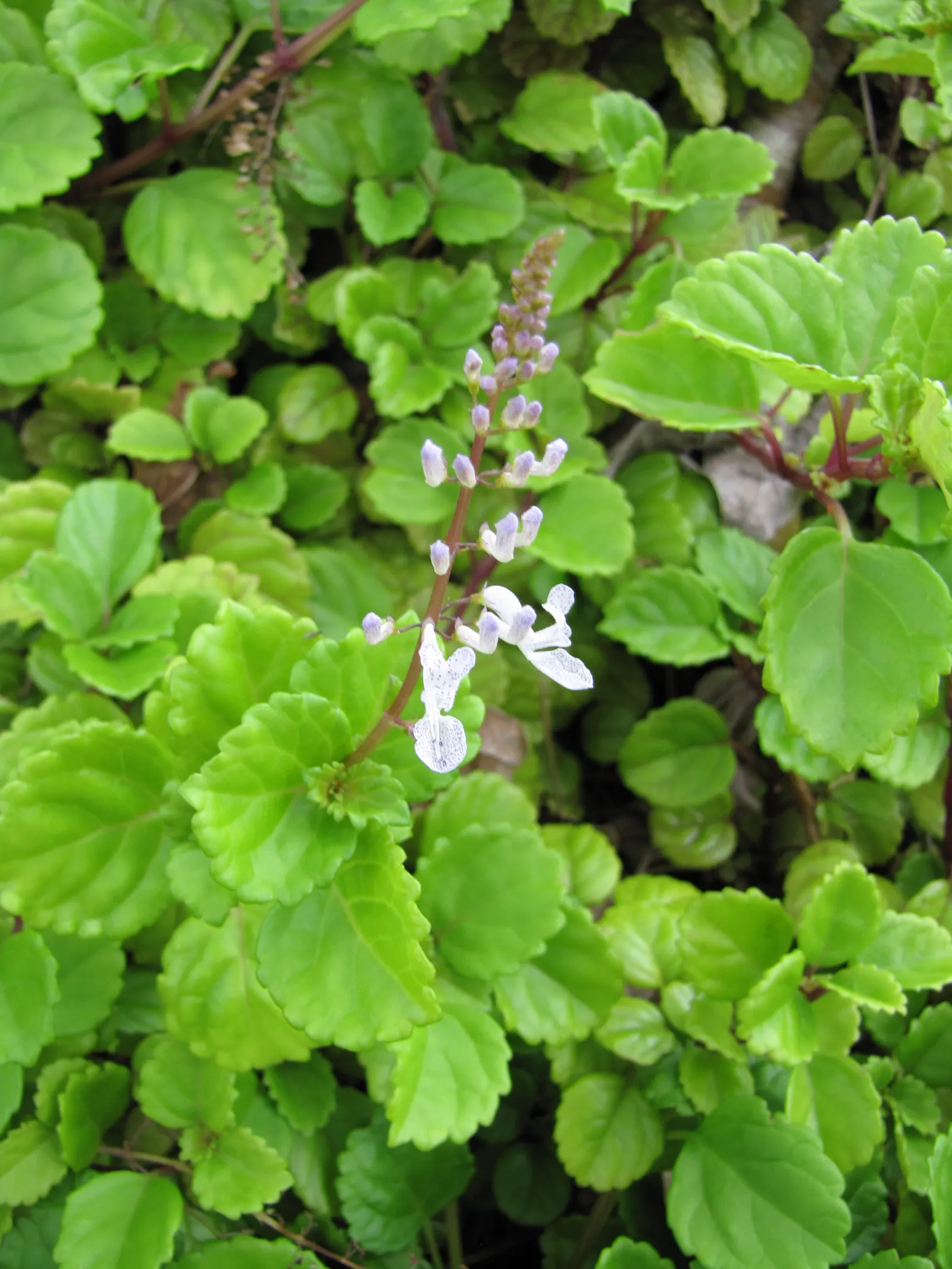 Winslow Spur Flower (Plectranthus 'Mona Lavender') — glossy leaves with pronounced veining and a striking purple underside