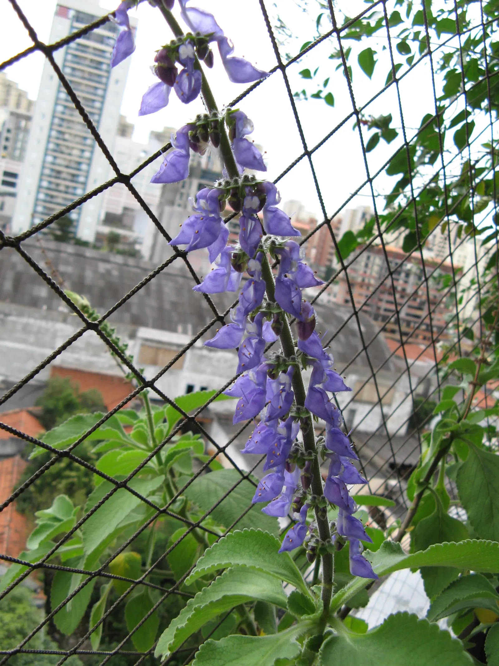 Winslow Spur Flower (Plectranthus 'Mona Lavender') — such as bees and hummingbirds