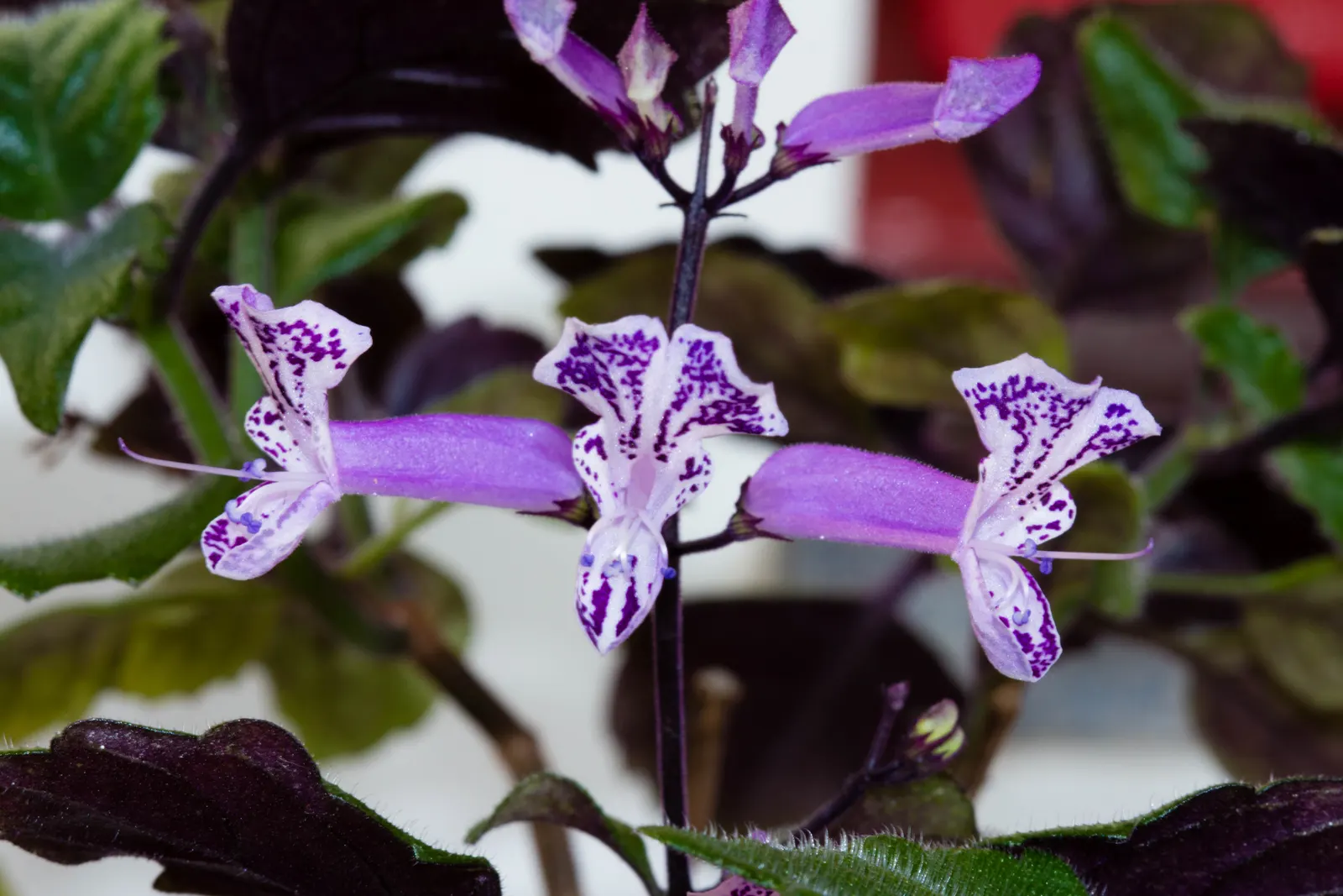 Winslow Spur Flower (Plectranthus 'Mona Lavender') — adding a splash of color to garden beds or containers