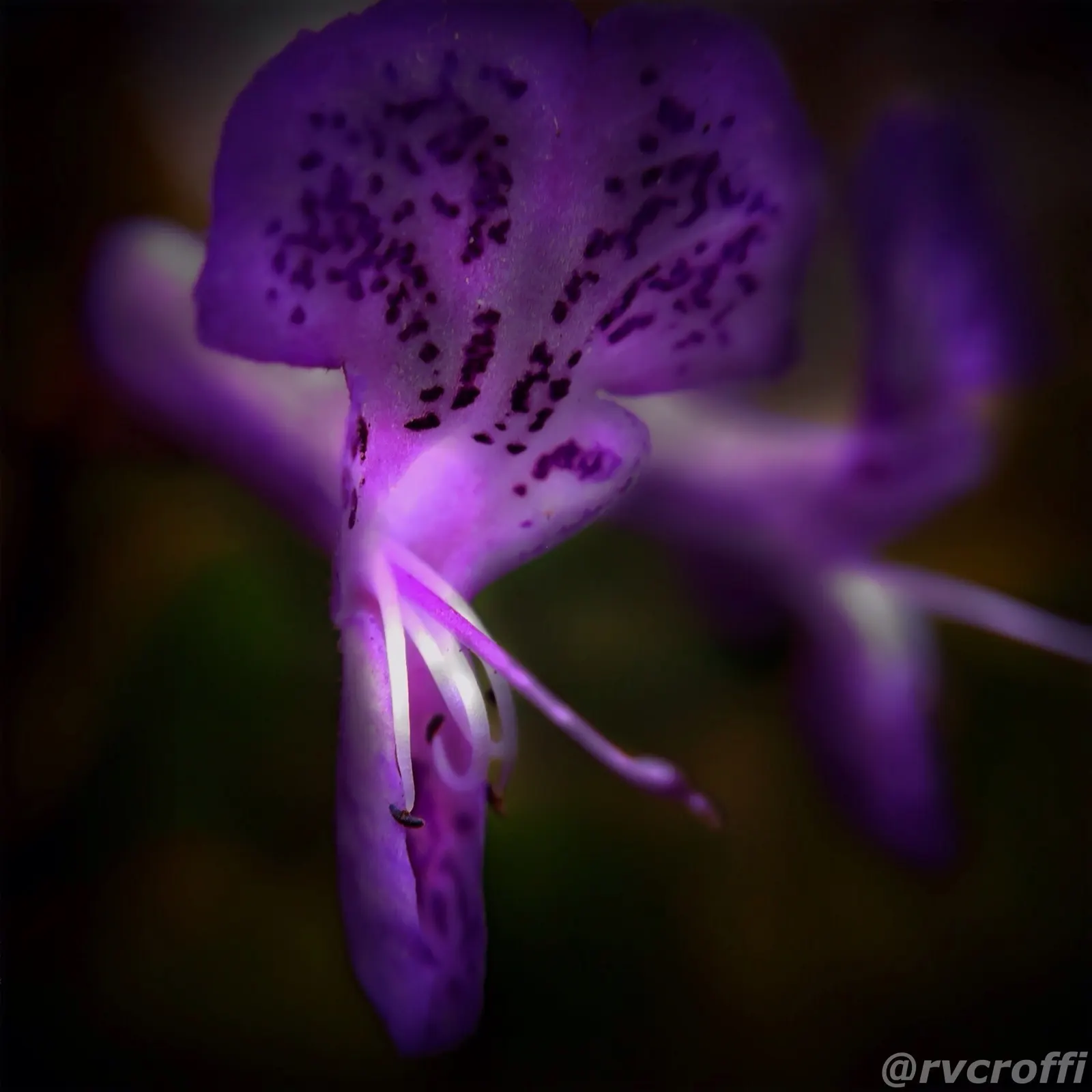 Winslow Spur Flower (Plectranthus 'Mona Lavender') — and although it resists short dry spells