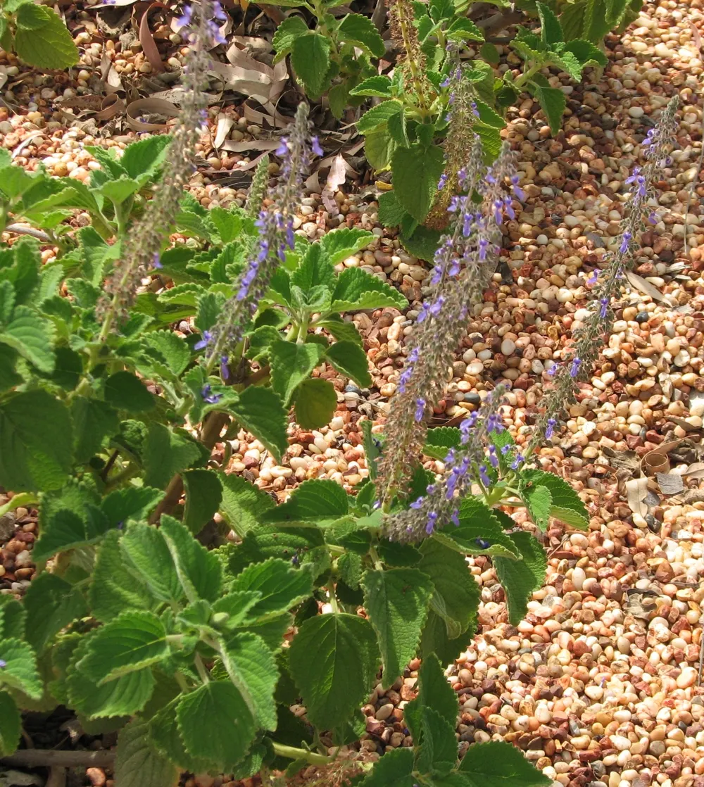 Winslow Spur Flower (Plectranthus 'Mona Lavender') — Plectranthus 'Mona Lavender', or Winslow Spur Flower, is a vibrant, shade-loving perennial