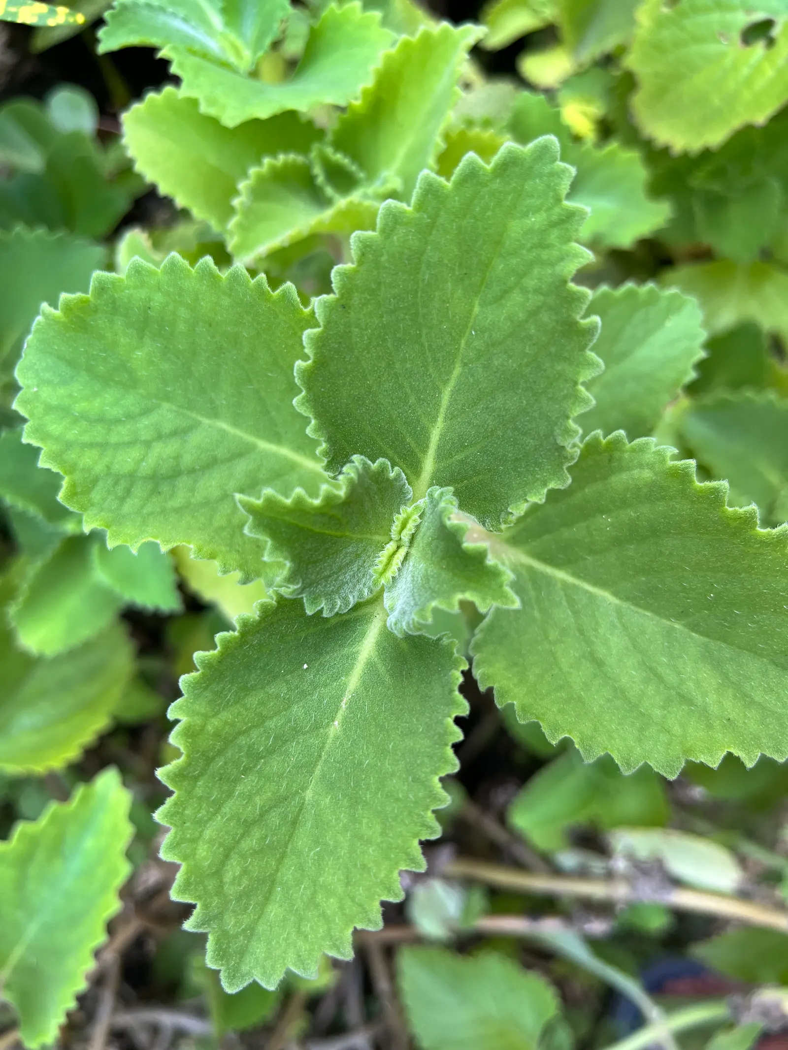 Winslow Spur Flower (Plectranthus 'Mona Lavender') — adding a splash of color to garden beds or containers; blue and purple flowers in the garden