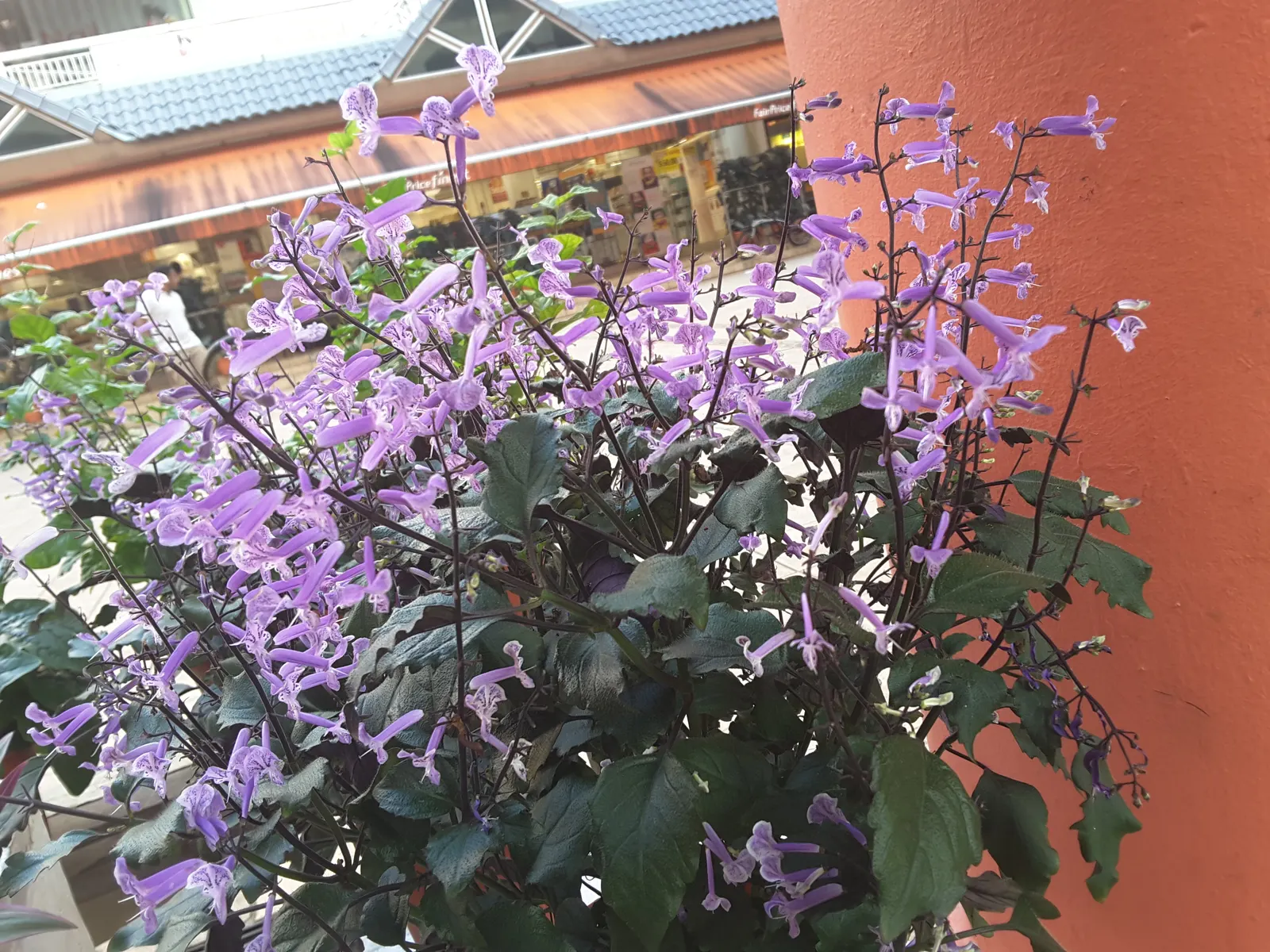 Winslow Spur Flower (Plectranthus 'Mona Lavender') — which emerge in upright inflorescences that rise above the foliage