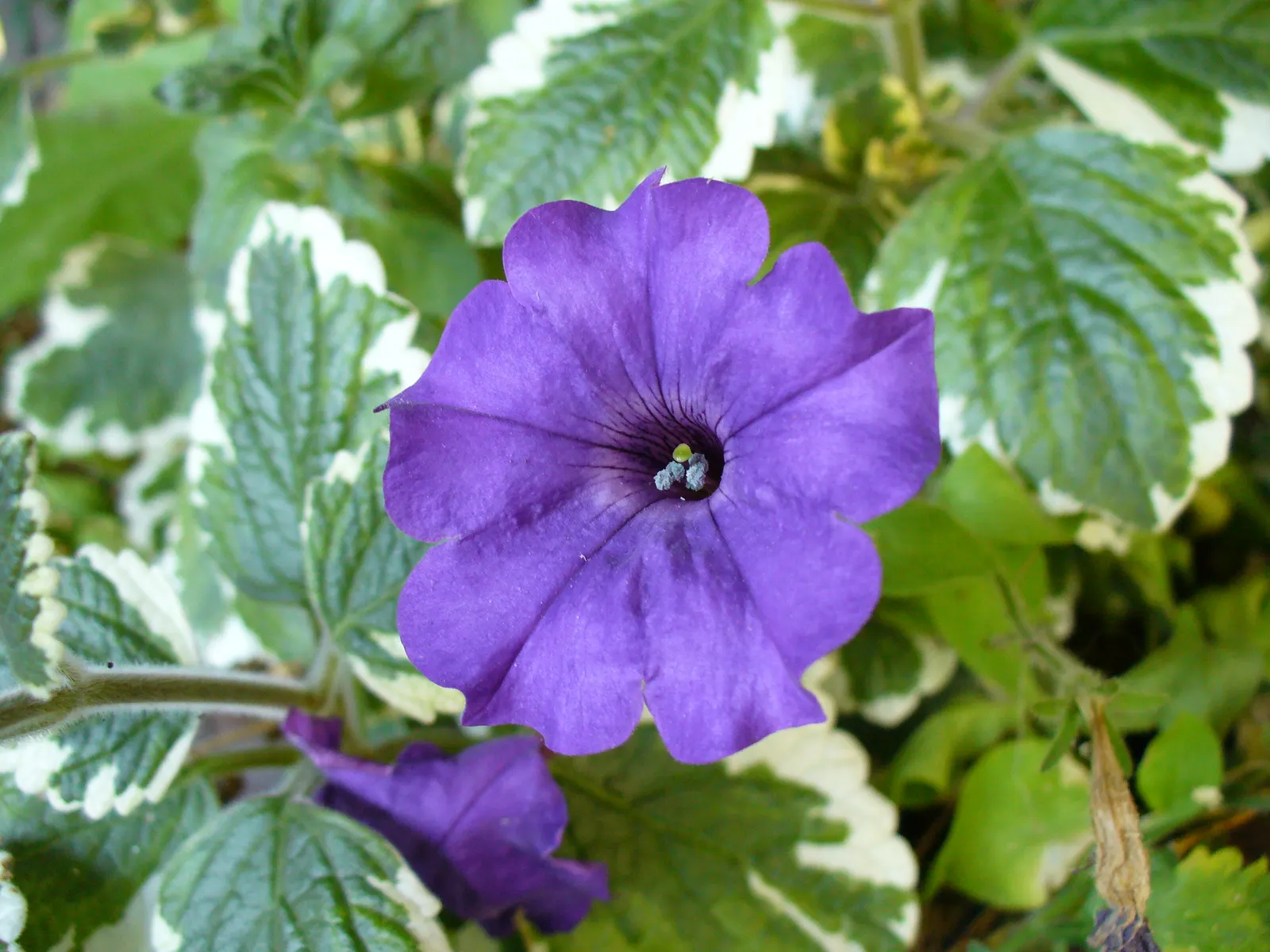 Winslow Spur Flower (Plectranthus 'Mona Lavender') — Plectranthus 'Mona Lavender', or Winslow Spur Flower, is a vibrant, shade-loving perennial; adding a