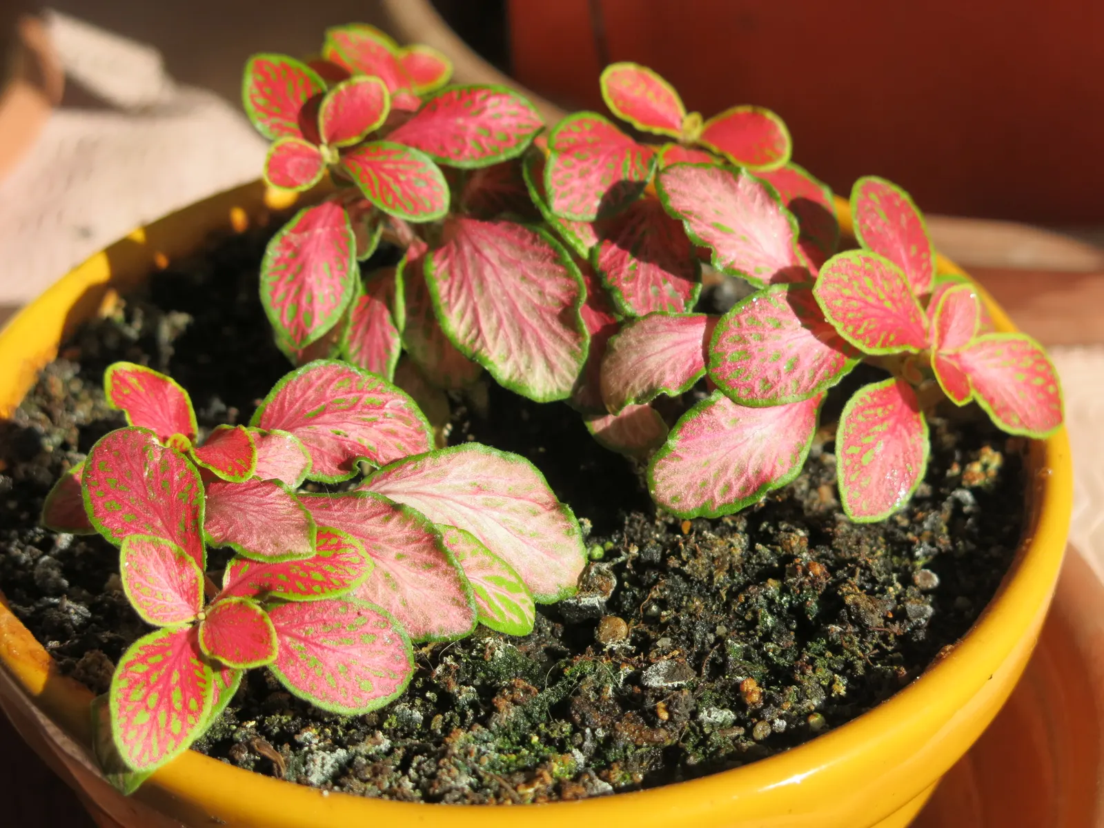 Winslow Spur Flower (Plectranthus 'Mona Lavender') — making it an aesthetic backdrop in any garden.<br><br>Typically; perennial for full or half or shade