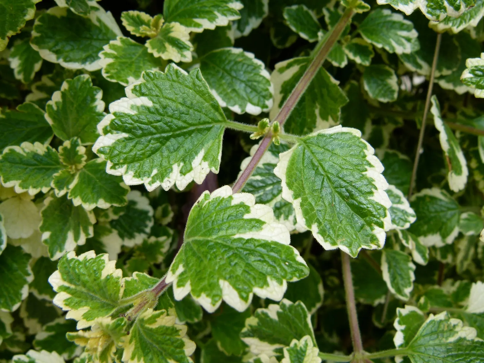 Winslow Spur Flower (Plectranthus 'Mona Lavender') — Boasting lush, dark green leaves with purple undersides, it reaches up to 2 feet in height and width