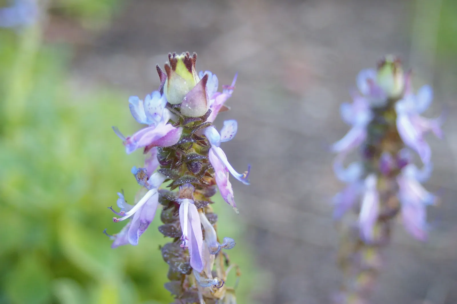 Winslow Spur Flower (Plectranthus 'Mona Lavender') — herbaceous perennial that has gained popularity for its lush foliage and vibrant blooms