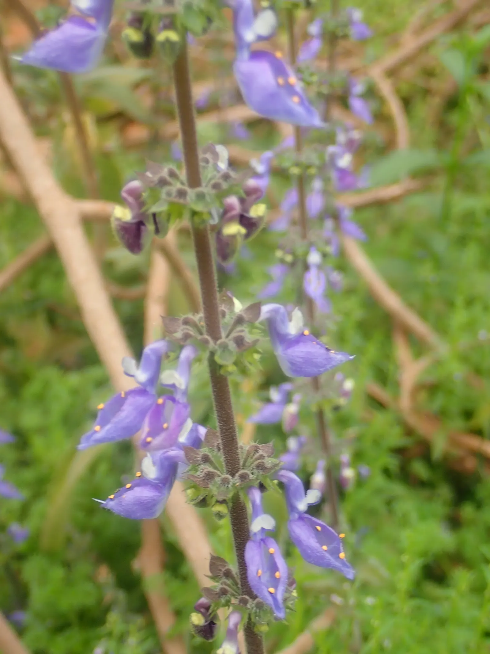 Winslow Spur Flower (Plectranthus 'Mona Lavender') — Its preferred growth conditions include well-drained soil with consistent moisture