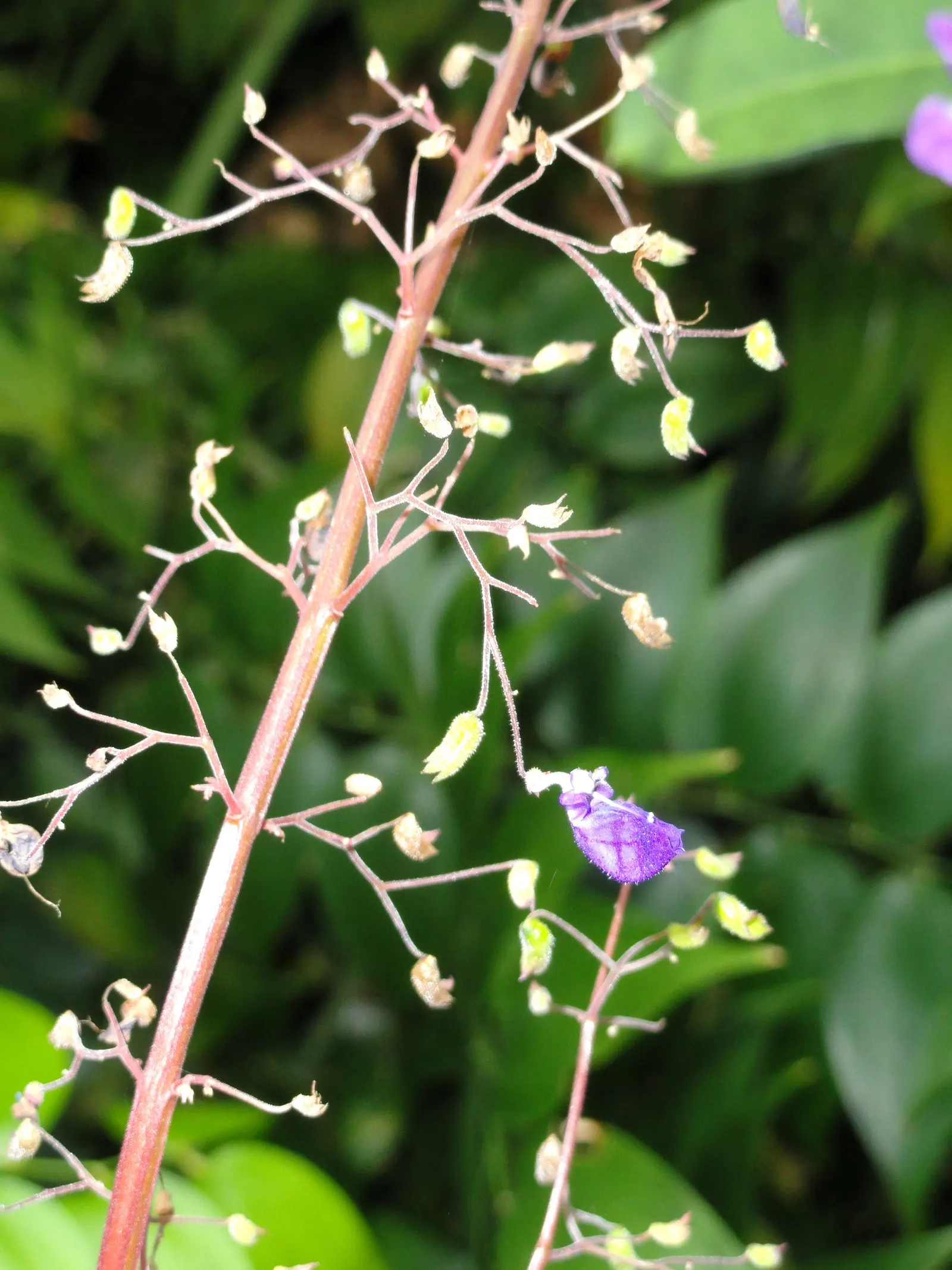 Winslow Spur Flower (Plectranthus 'Mona Lavender') — Ideal for creating contrast and interest in understory plantings; making it an aesthetic backdrop in any