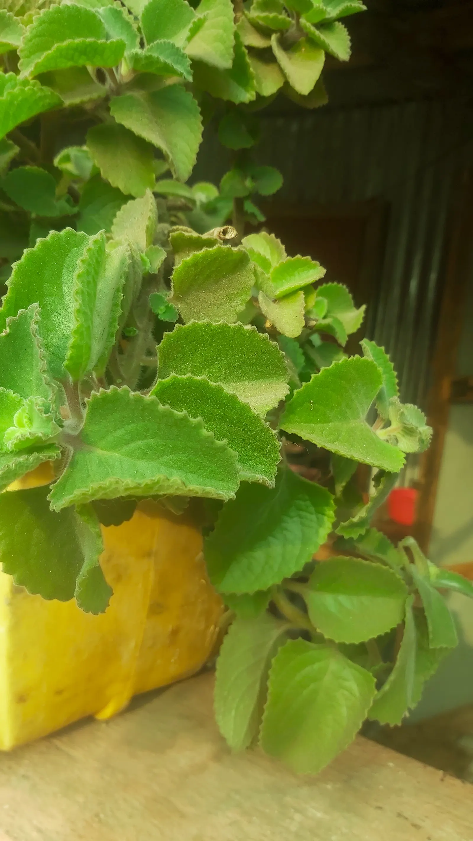 Winslow Spur Flower (Plectranthus 'Mona Lavender') — or container arrangements