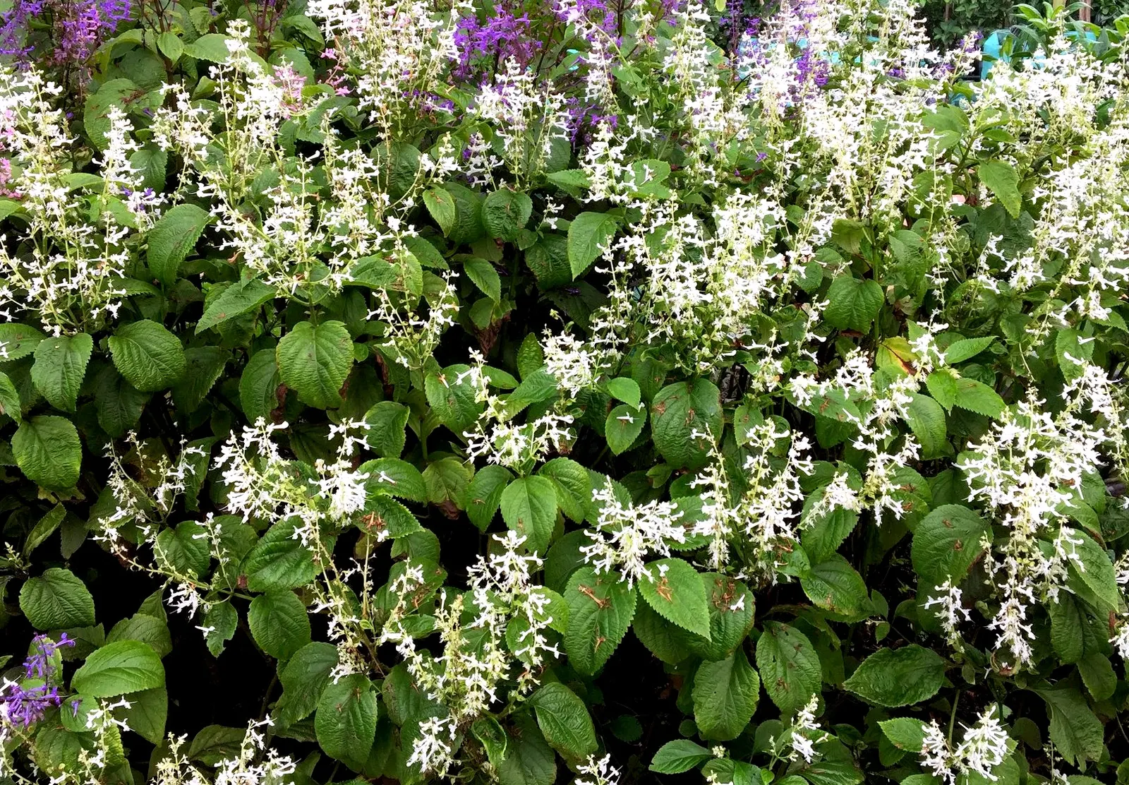 Winslow Spur Flower (Plectranthus 'Mona Lavender') — the Winslow Spur Flower offers an exceptional display of lavender-hued blossoms; herbaceous perennial that