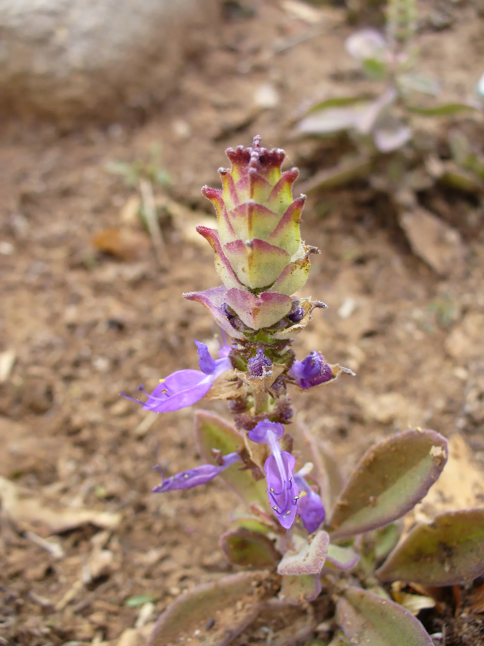 Winslow Spur Flower (Plectranthus 'Mona Lavender') — this hybrid showcases deep green