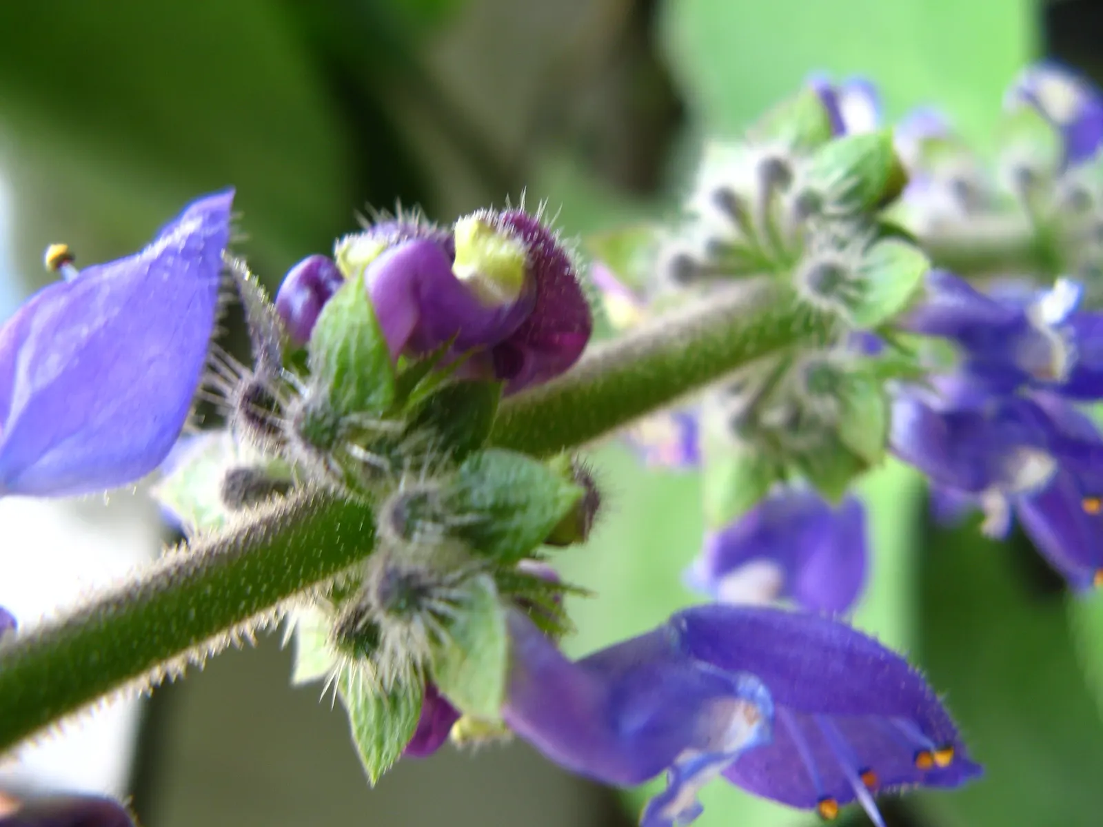 Winslow Spur Flower (Plectranthus 'Mona Lavender') — the Winslow Spur Flower offers an exceptional display of lavender-hued blossoms