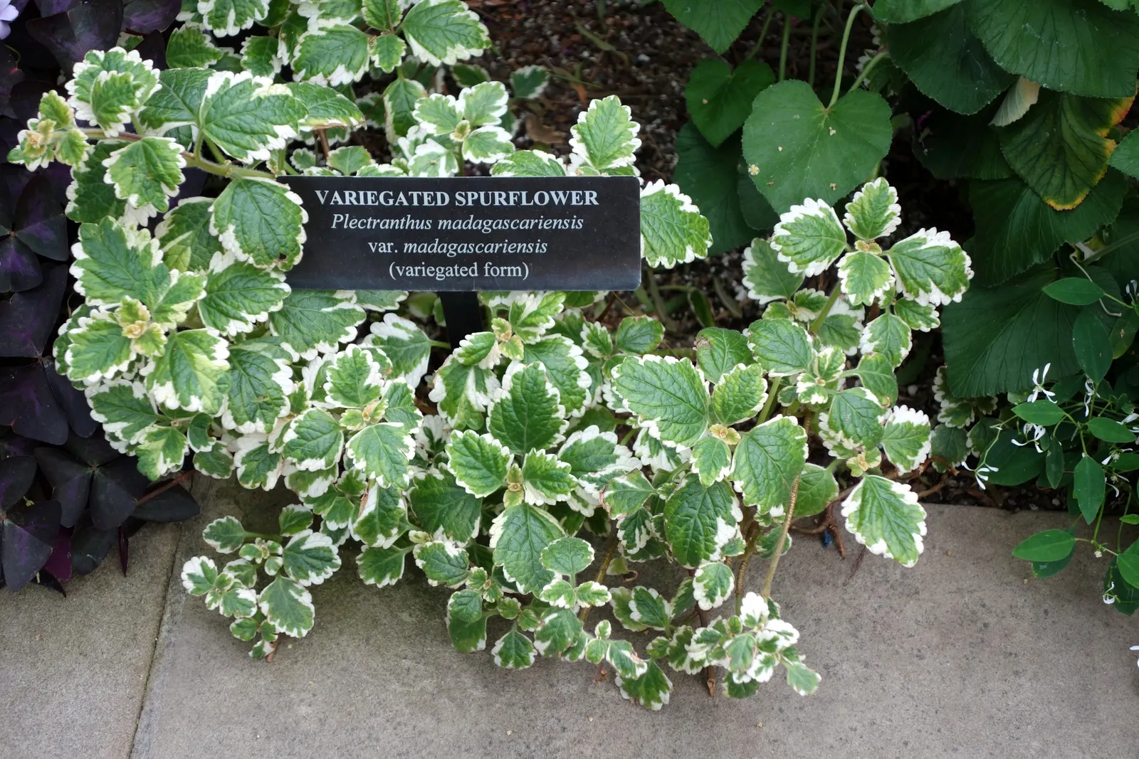 Winslow Spur Flower (Plectranthus 'Mona Lavender') — spikes of lavender flowers emerge; which emerge in upright inflorescences that rise above the foliage
