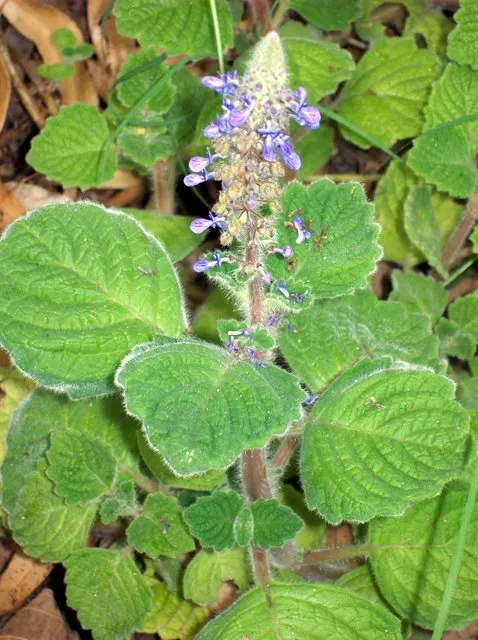 Winslow Spur Flower (Plectranthus 'Mona Lavender') — adding dynamic life to the garden.<br><br>For landscaping purposes