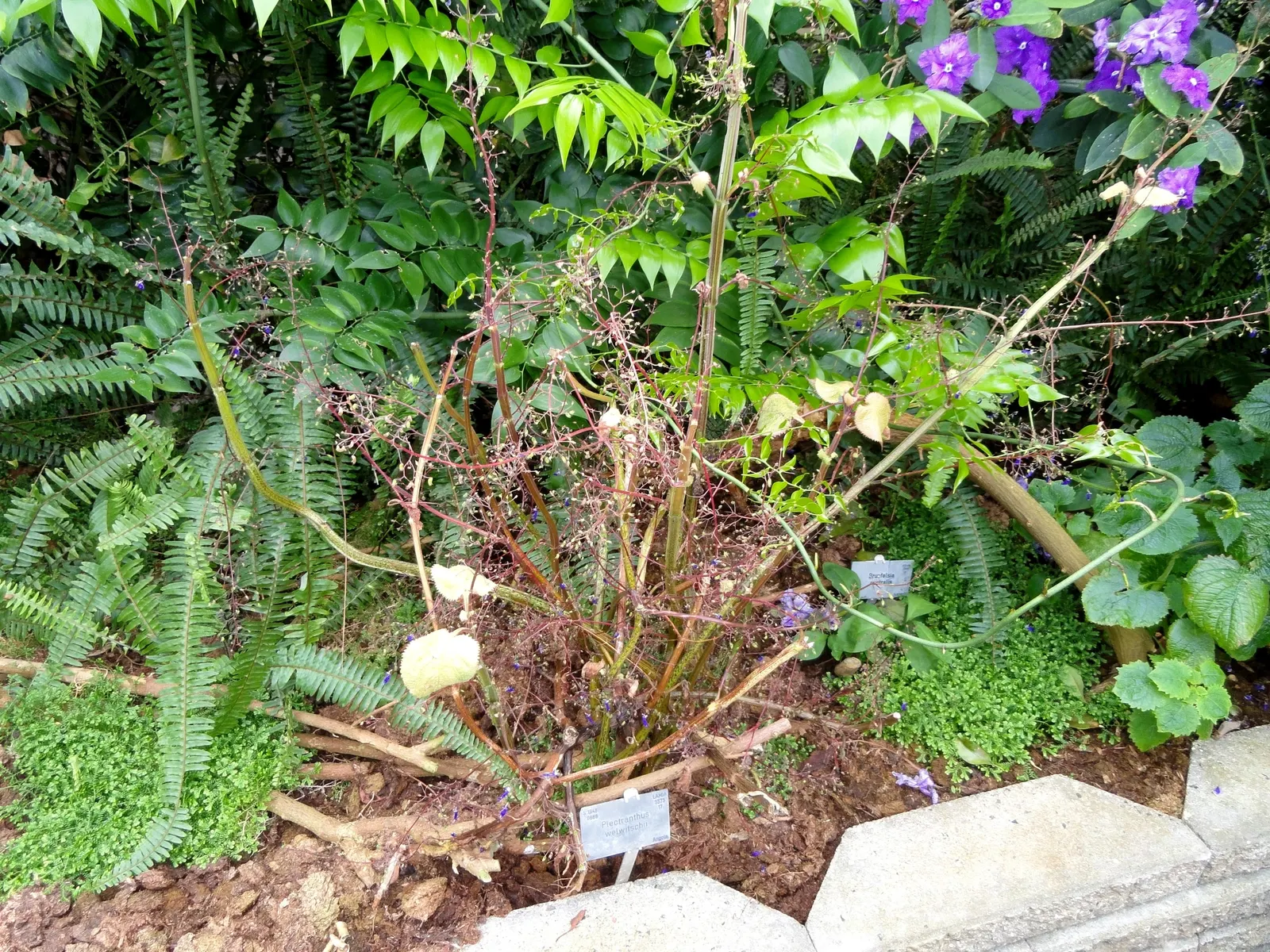 Winslow Spur Flower (Plectranthus 'Mona Lavender') — Thriving in USDA zones 9-11; ideal for creating contrast and interest in understory plantings