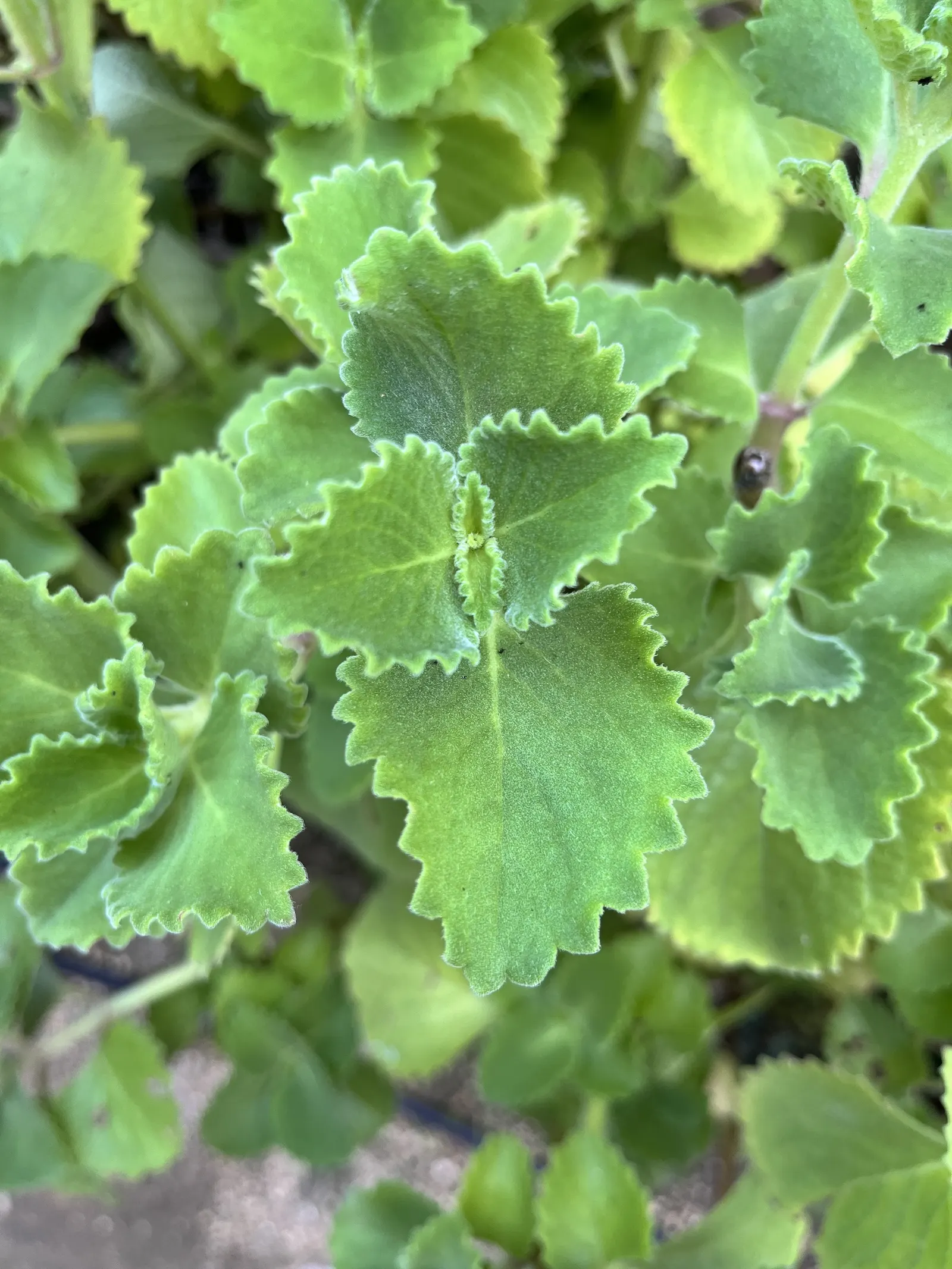 Winslow Spur Flower (Plectranthus 'Mona Lavender') — perennial with blue and purple blooms