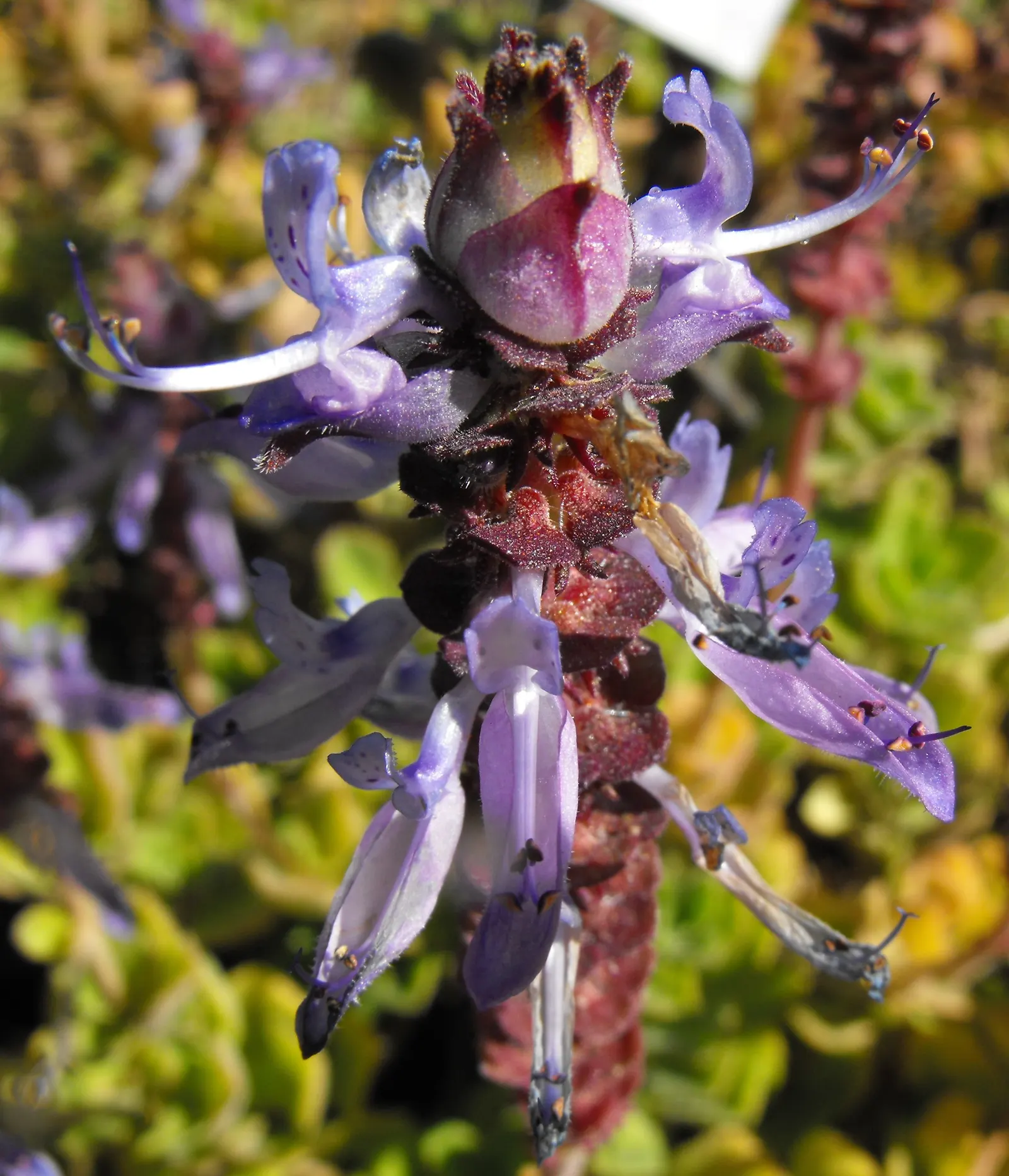Winslow Spur Flower (Plectranthus 'Mona Lavender') — This plant excels in partial shade but can tolerate morning sun with adequate moisture