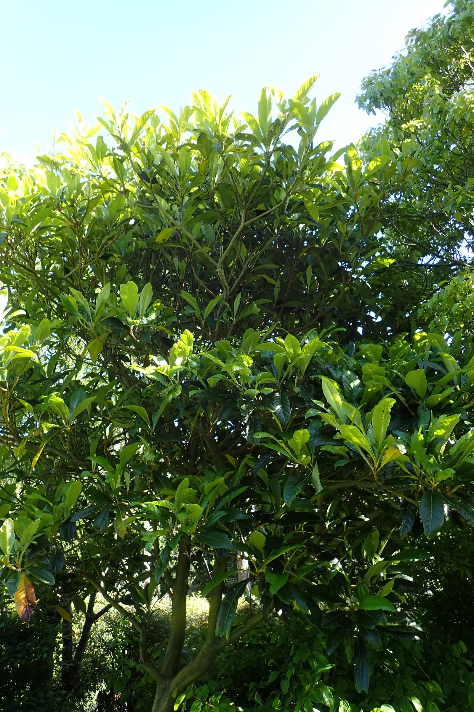 Loquat (Eriobotrya Japonica) — Fragrant white blooms appear in fall, with fruit ripening in late winter to spring