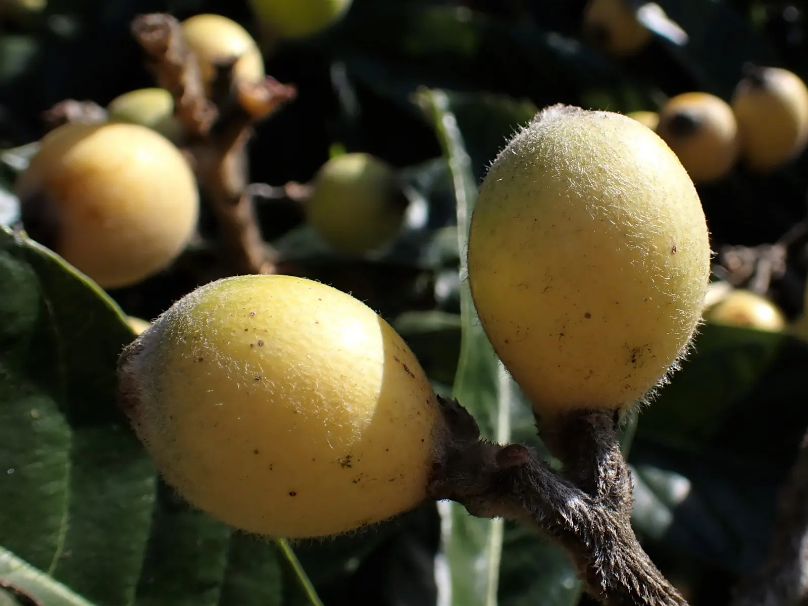 Loquat (Eriobotrya Japonica) — tree with white blooms; and mild mango.<br><br>Loquats prefer full sun to partial shade and are tolerant of, image 95