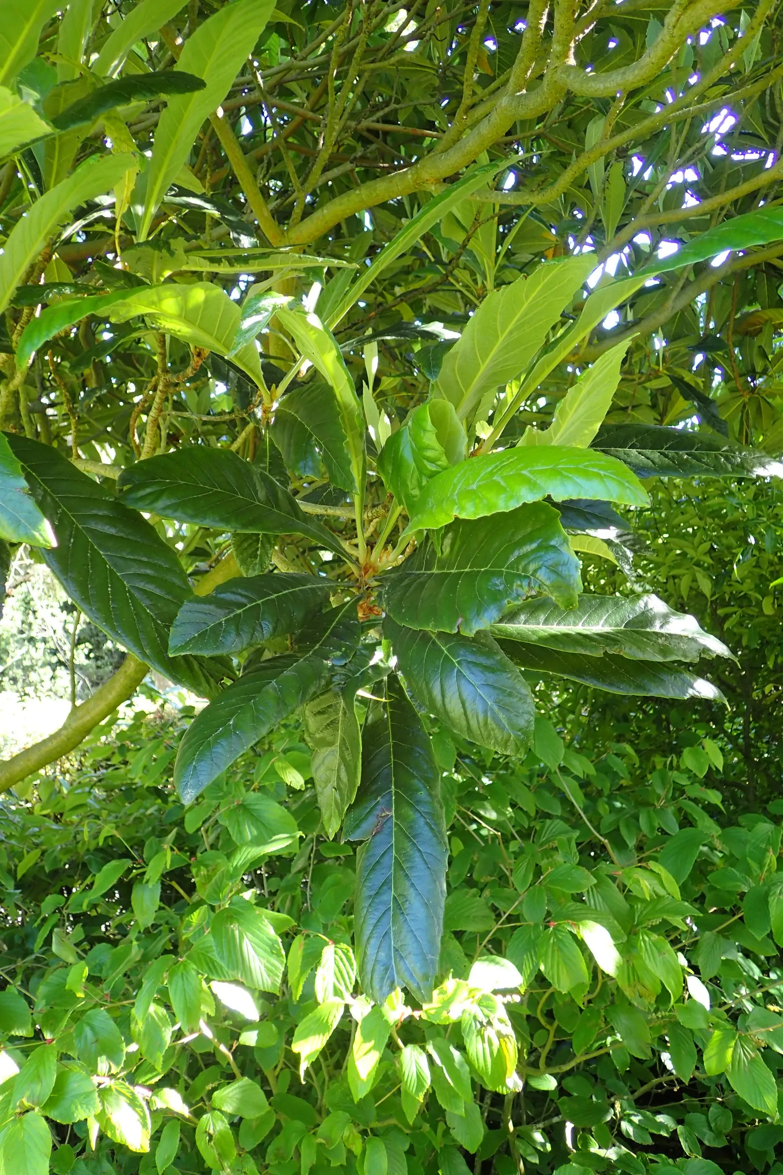 Loquat (Eriobotrya Japonica) — the Loquat reaches heights of 20 to 30 feet with a similar spread