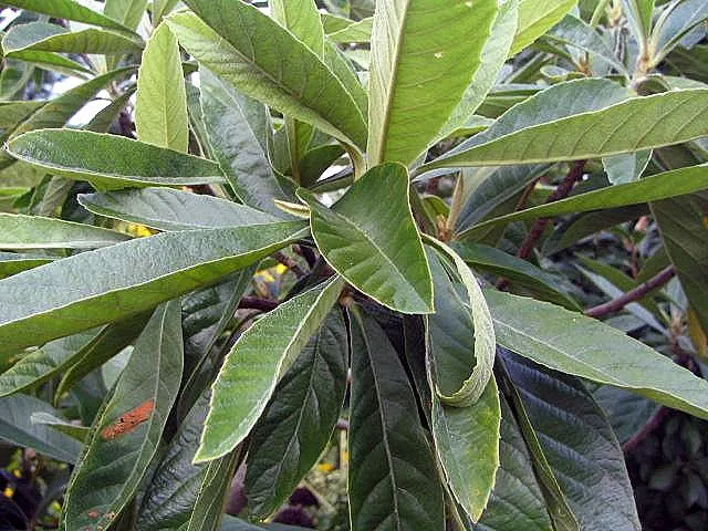 Loquat (Eriobotrya Japonica) — the Loquat reaches heights of 20 to 30 feet with a similar spread; its large, leathery leaves are dark green on top, image 106