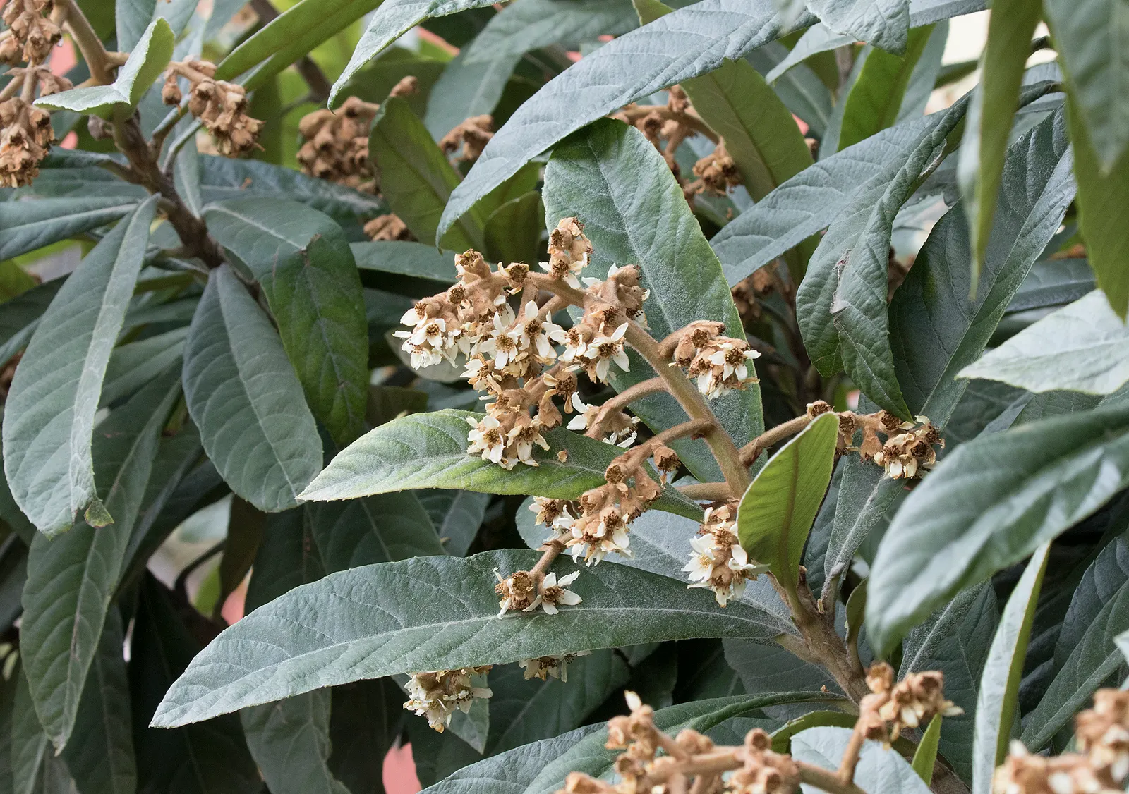 Loquat (Eriobotrya Japonica) — is a valued addition to the landscape; measuring up to 12 inches long, image 103