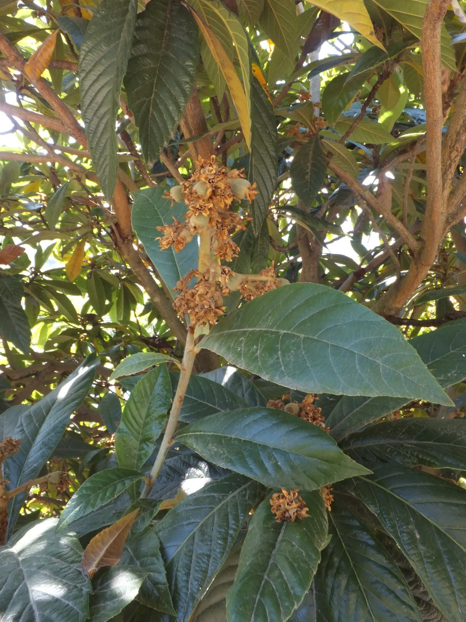 Loquat (Eriobotrya Japonica) — The Loquat (Eriobotrya japonica) is an evergreen shrub/tree native to southeastern China; fragrant white blooms, image 97